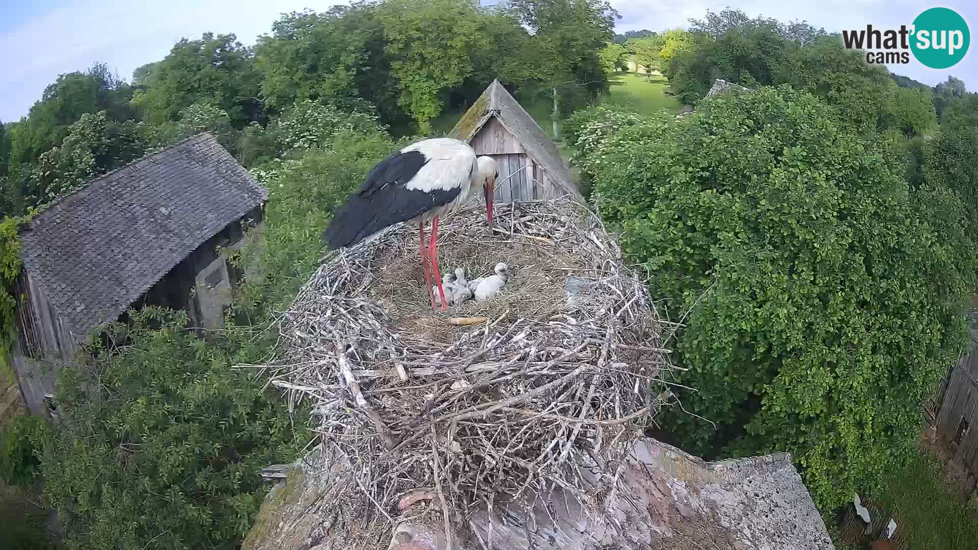 Webcam Europäisches Storchendorf – Naturpark Lonjsko polje