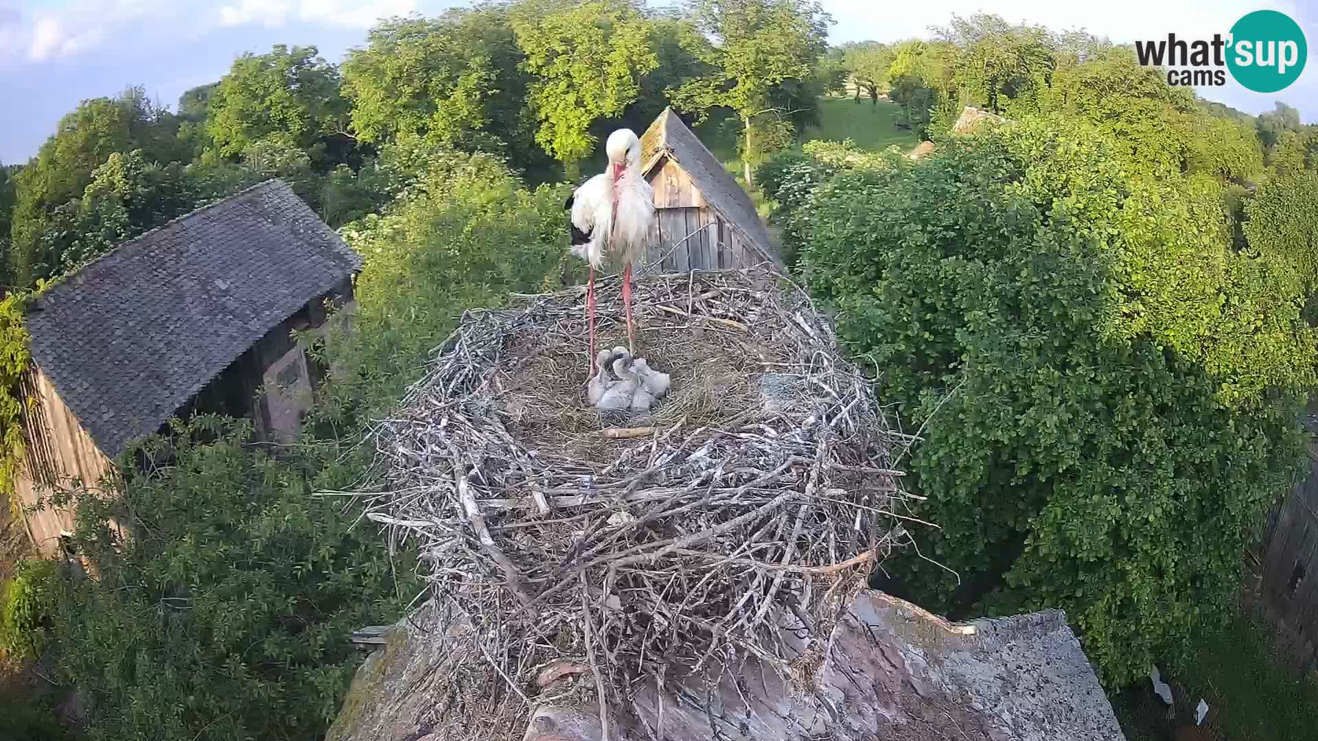 U živo Europsko selo roda – Park prirode Lonjsko polje