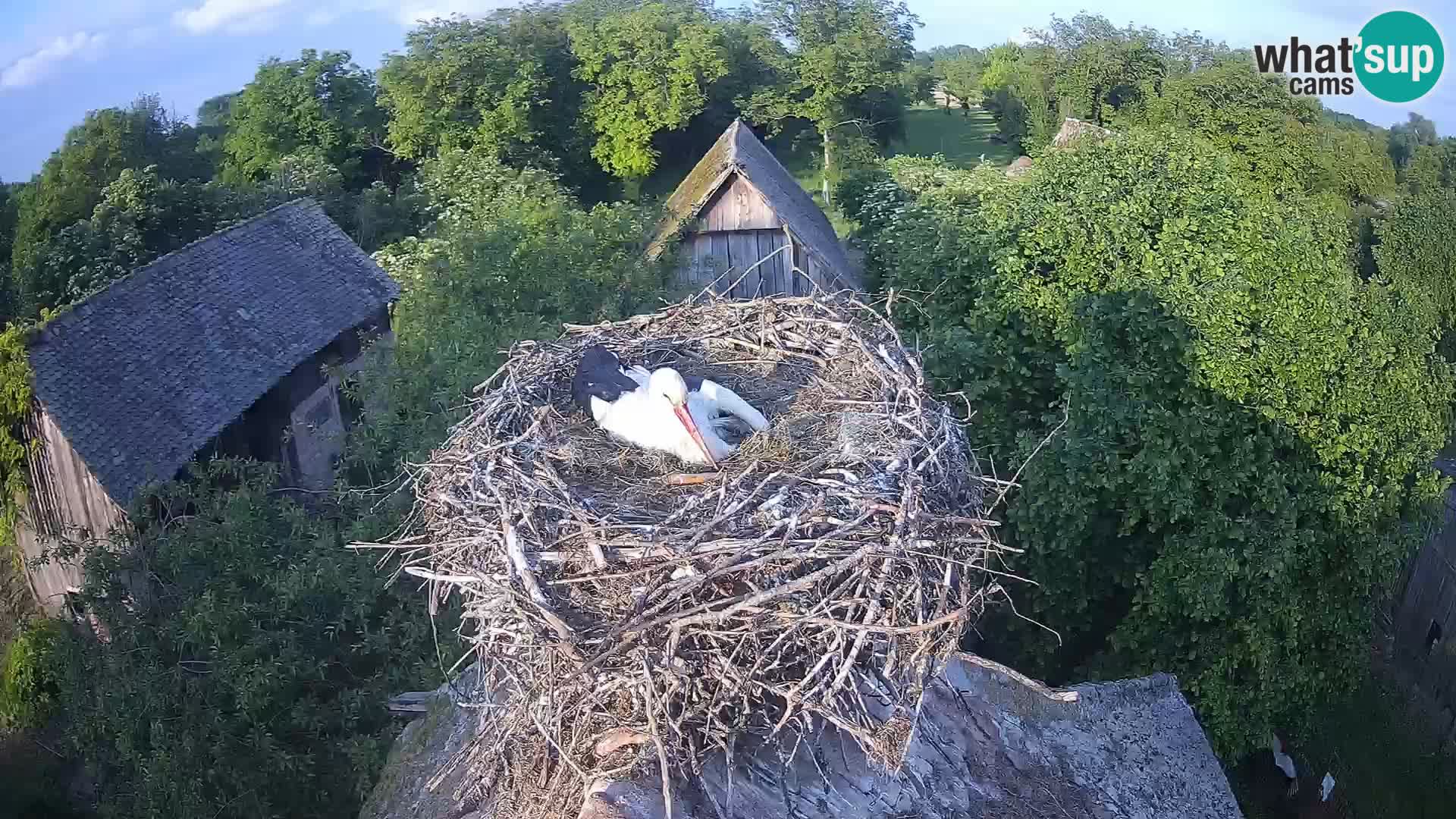U živo Europsko selo roda – Park prirode Lonjsko polje