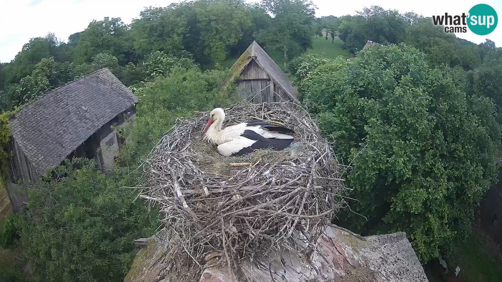 Villaggio delle cicogne europee webcam Parco naturale di Lonjsko polje