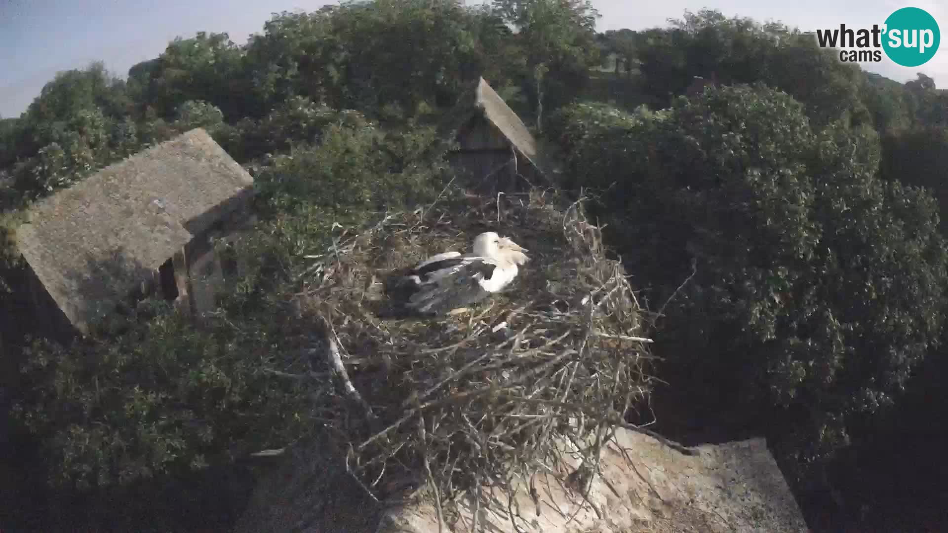 Webcam Europäisches Storchendorf – Naturpark Lonjsko polje