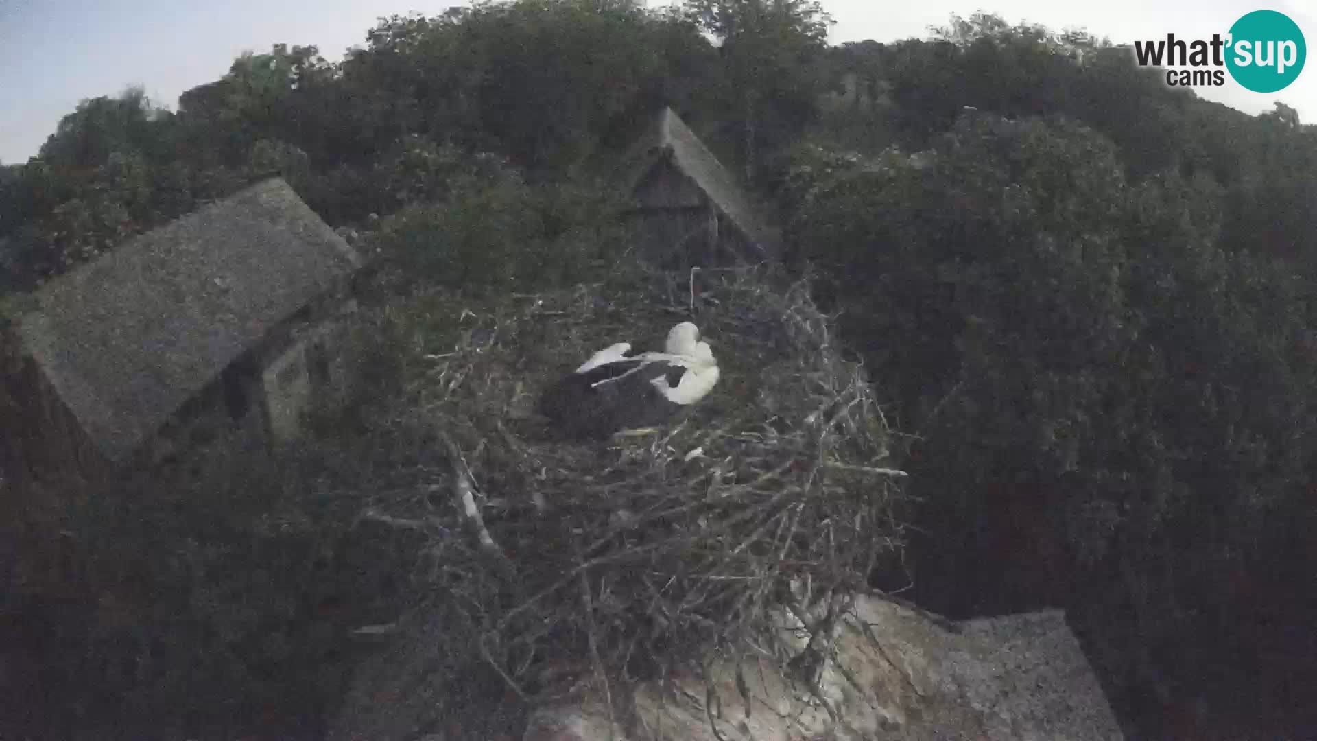 Webcam Europäisches Storchendorf – Naturpark Lonjsko polje