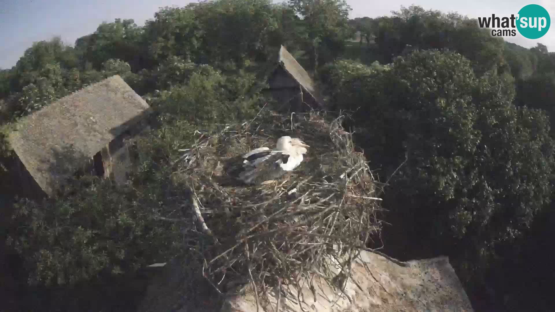 Pueblo europeo de cigüeñas camera en vivo Parque Natural Lonjsko polje