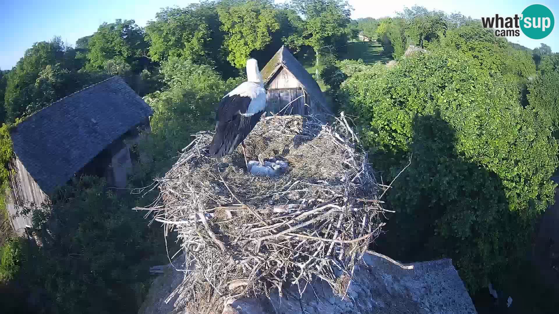 Villaggio delle cicogne europee webcam Parco naturale di Lonjsko polje