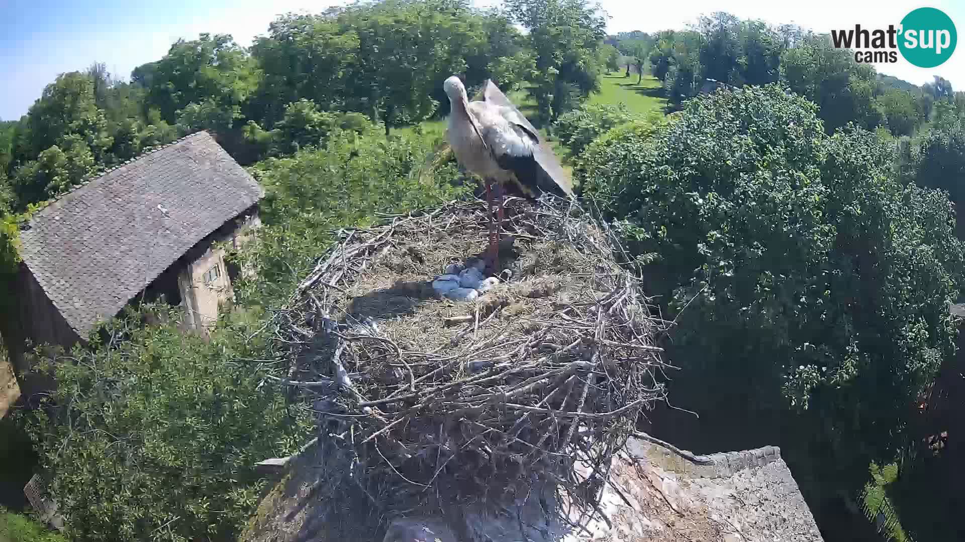 Webcam Europäisches Storchendorf – Naturpark Lonjsko polje