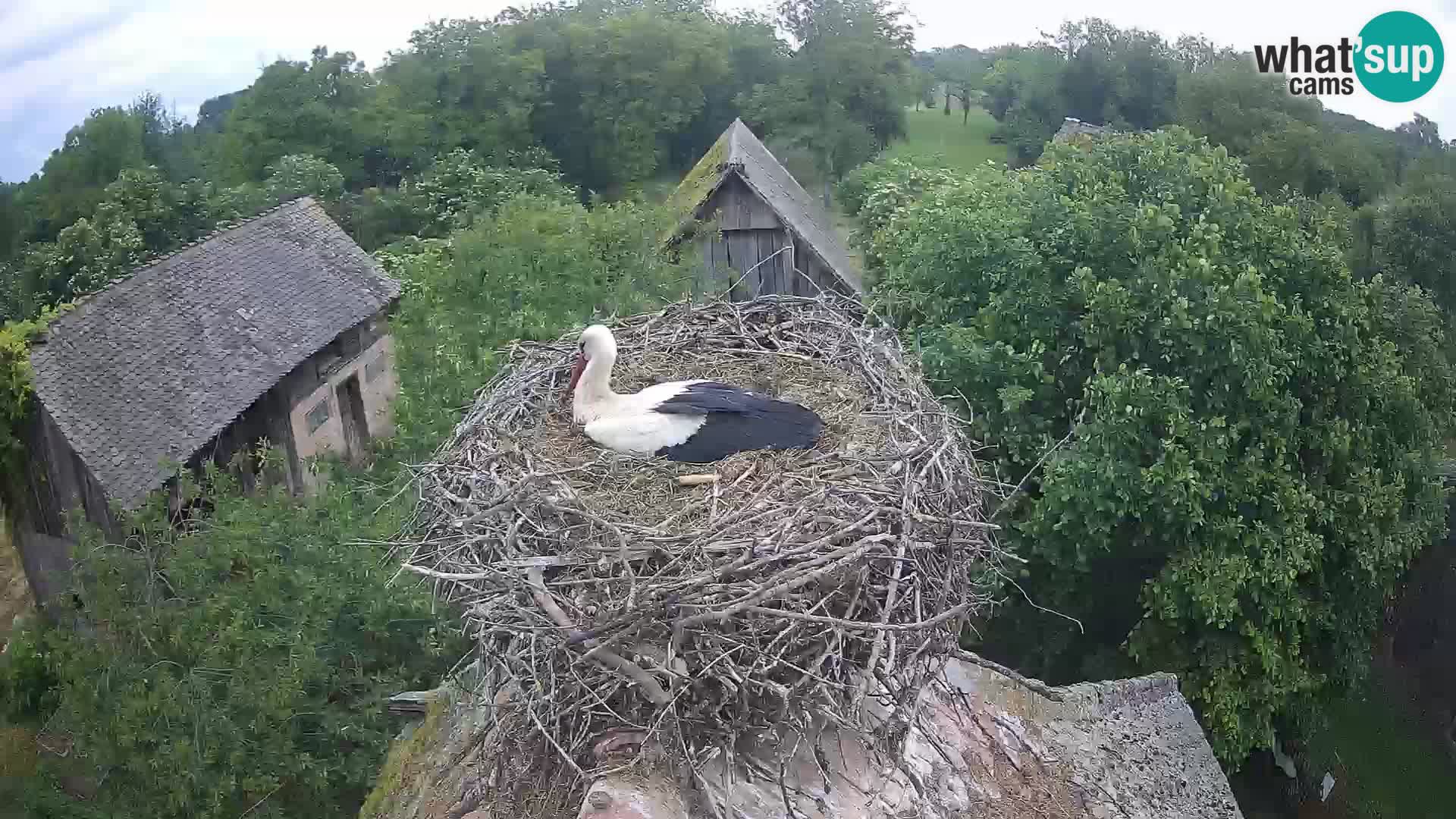Pueblo europeo de cigüeñas camera en vivo Parque Natural Lonjsko polje