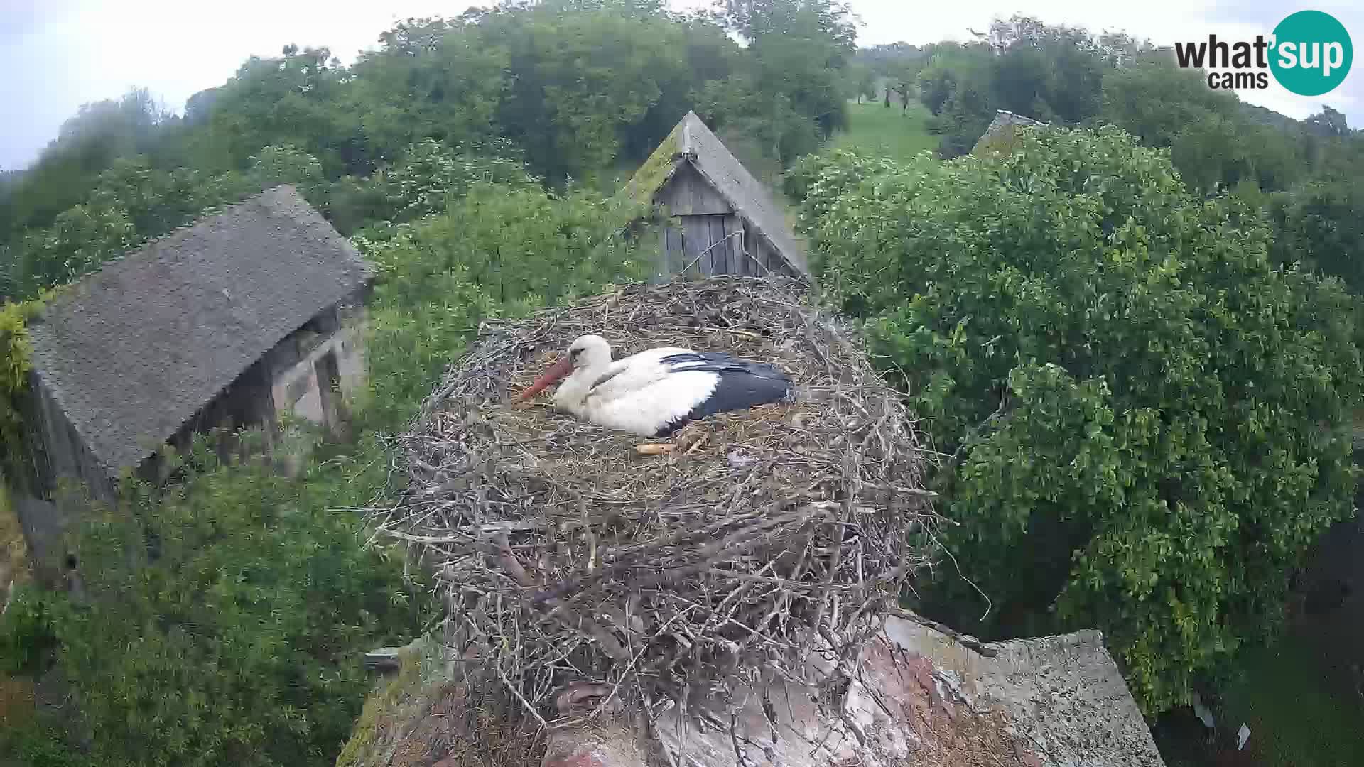 Pueblo europeo de cigüeñas camera en vivo Parque Natural Lonjsko polje