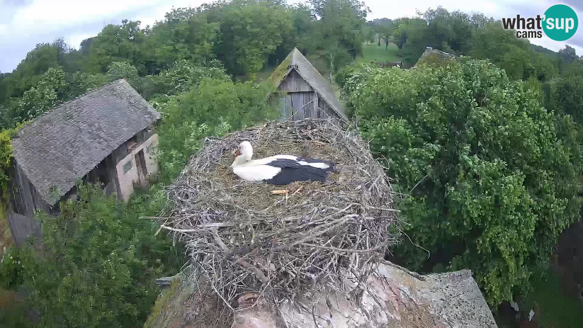 Pueblo europeo de cigüeñas camera en vivo Parque Natural Lonjsko polje