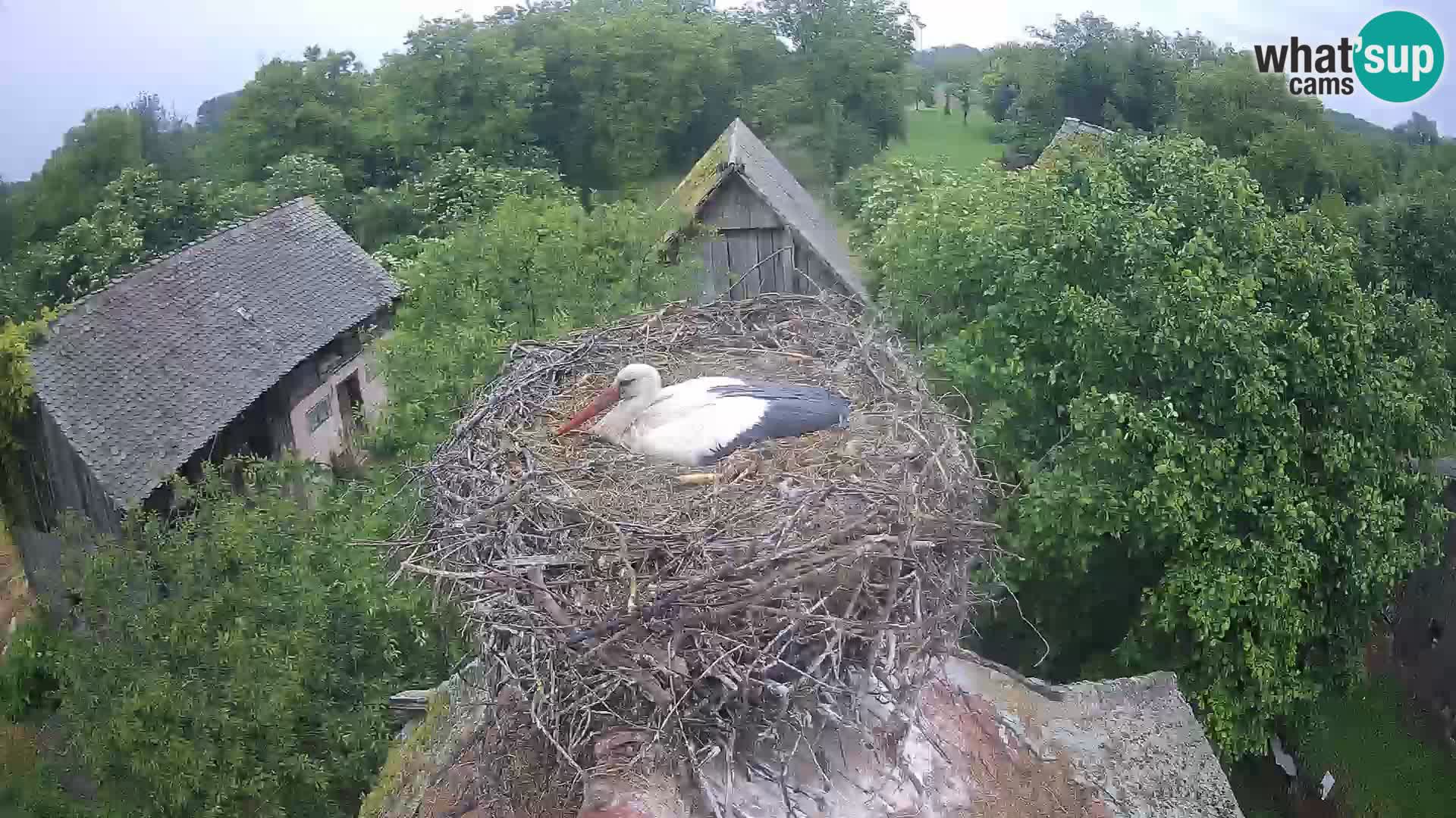Villaggio delle cicogne europee webcam Parco naturale di Lonjsko polje