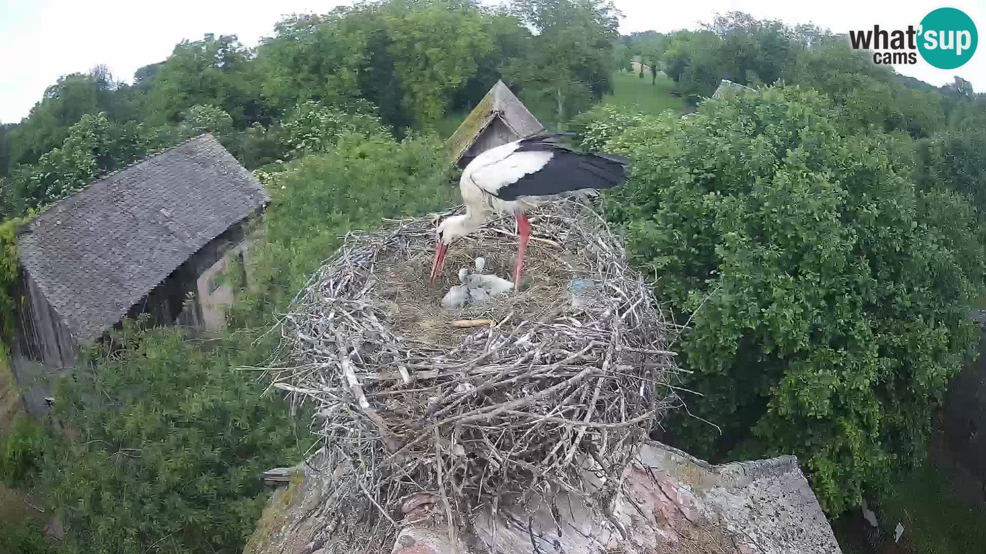 Villaggio delle cicogne europee webcam Parco naturale di Lonjsko polje