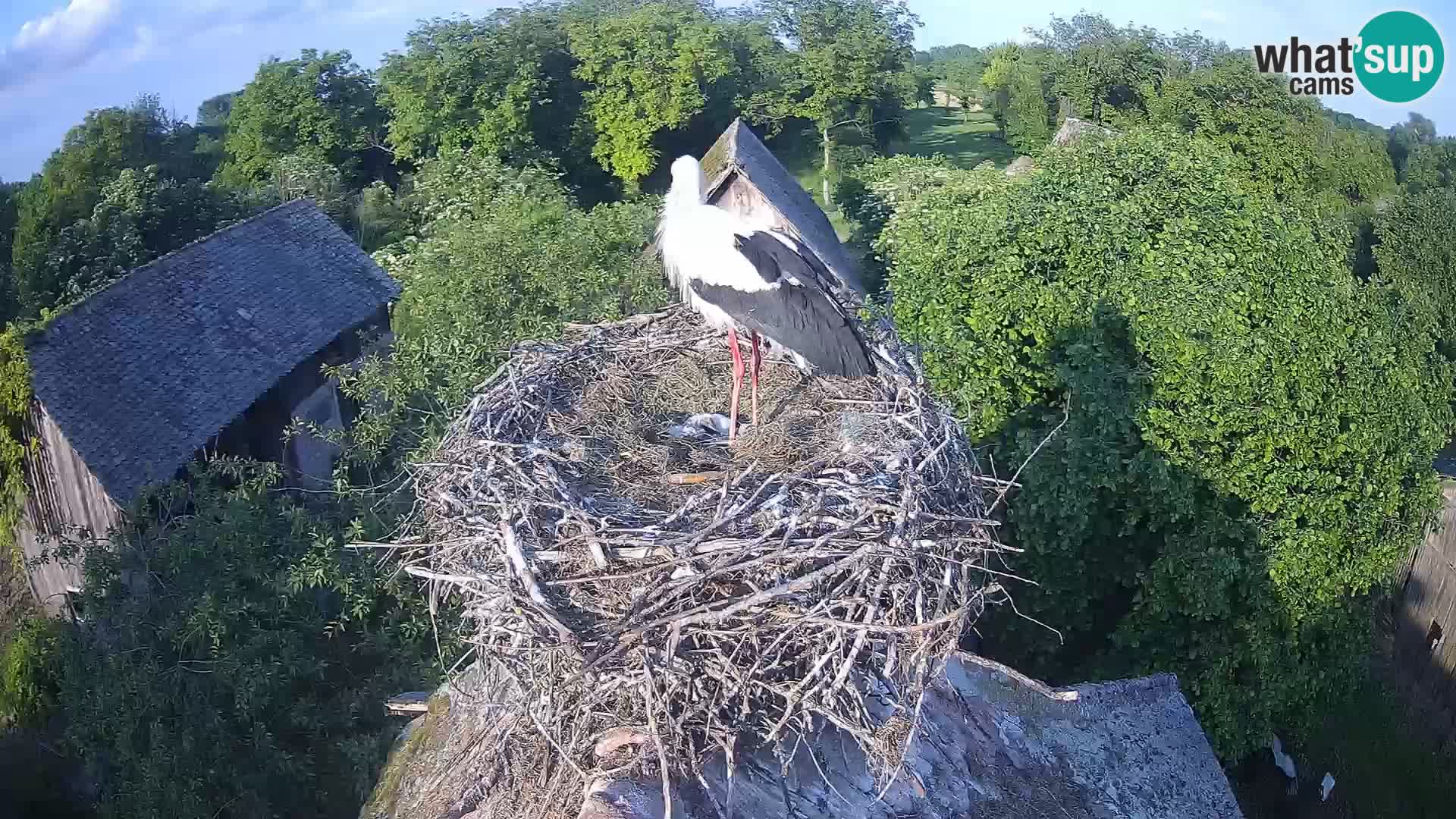 Village européen de cigognes webcam Parc naturel de Lonjsko polje