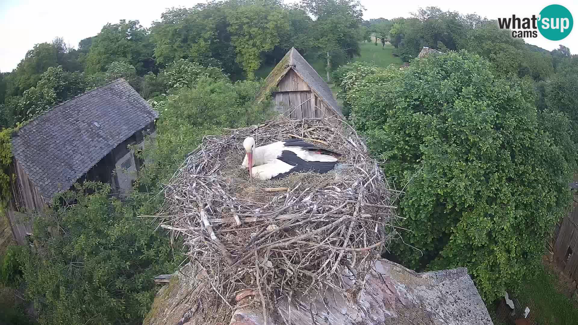 Live webcam European stork village – Lonjsko polje Nature Park