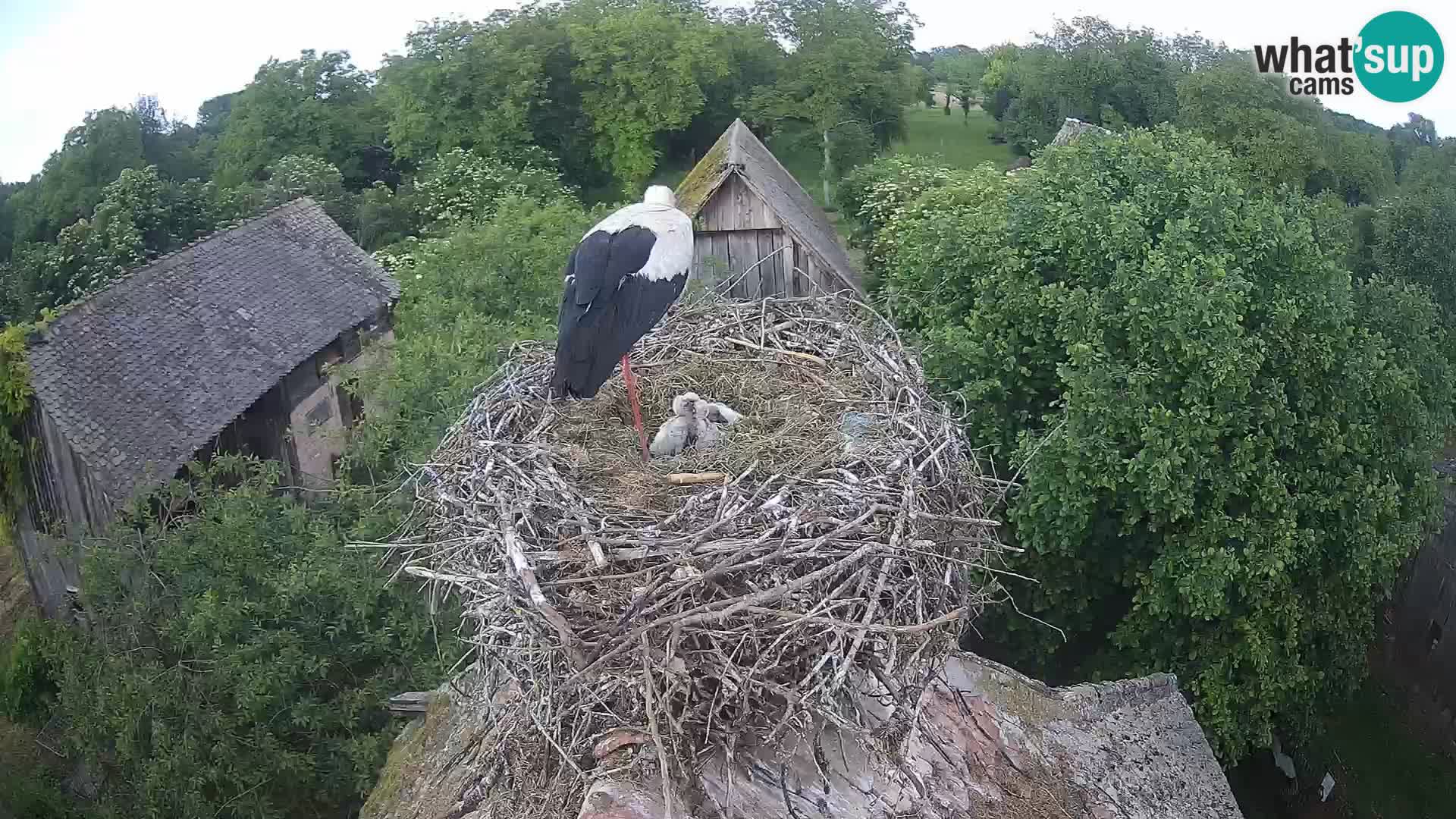 Villaggio delle cicogne europee webcam Parco naturale di Lonjsko polje