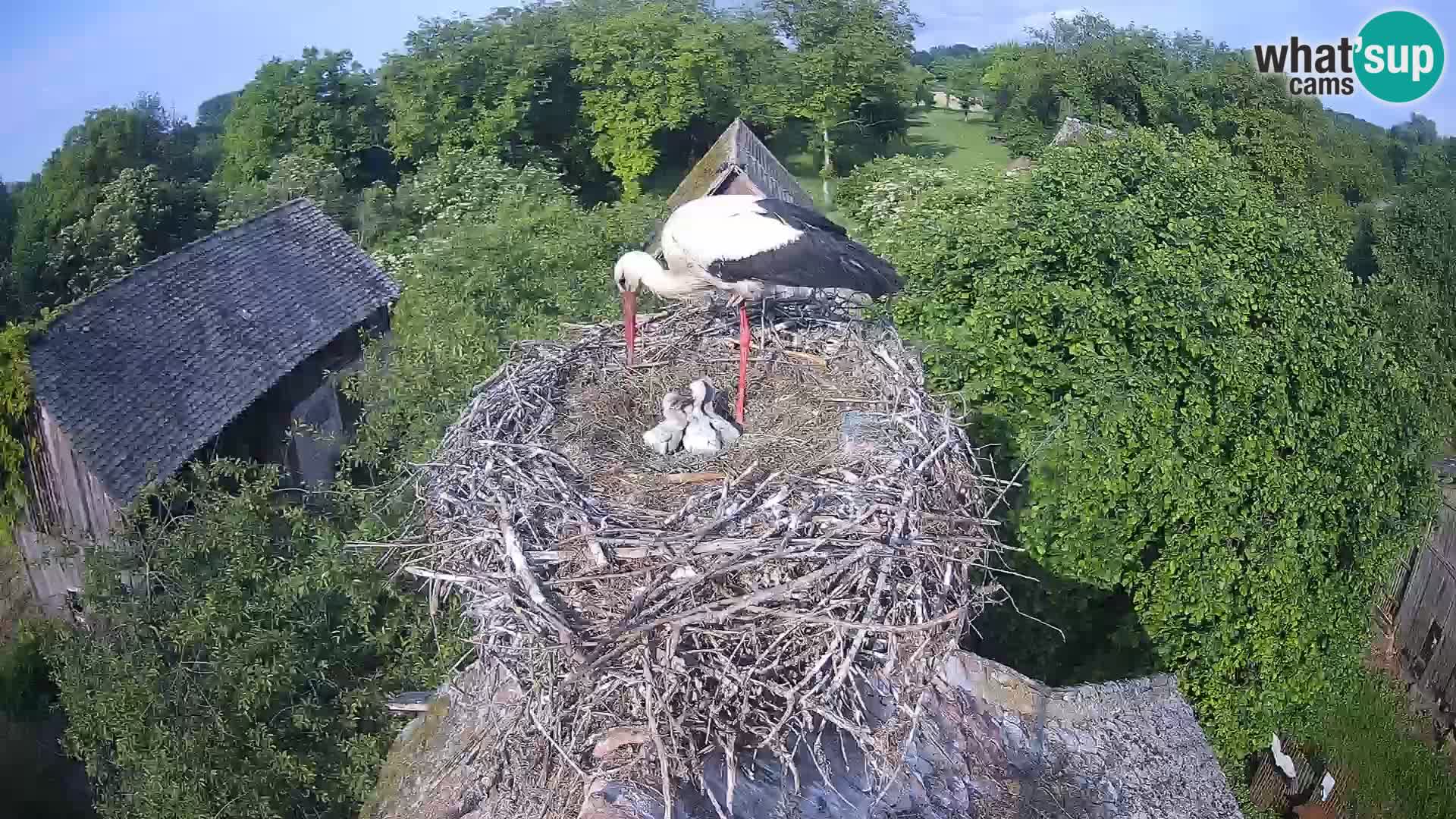 U živo Europsko selo roda – Park prirode Lonjsko polje