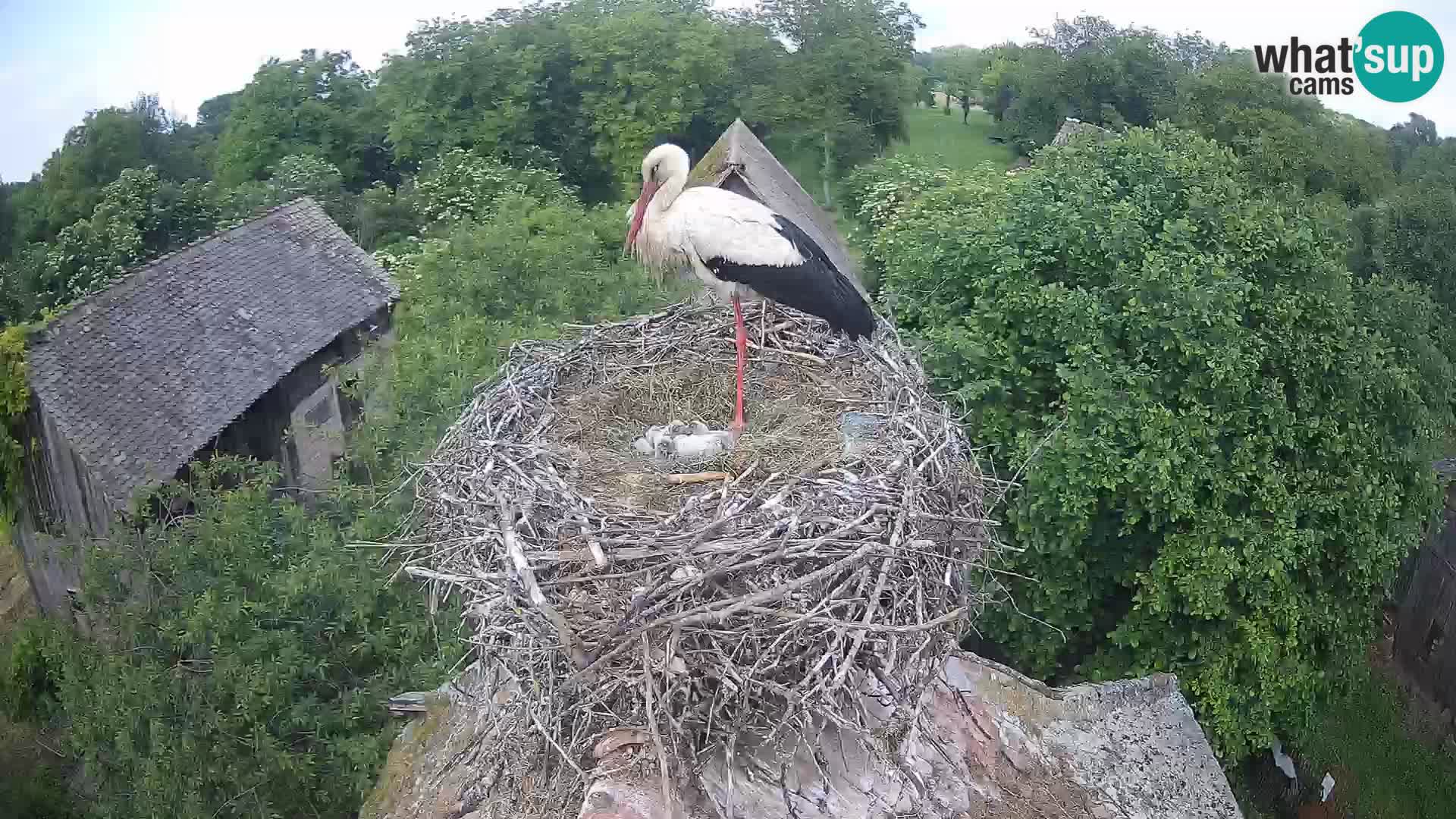 Village européen de cigognes webcam Parc naturel de Lonjsko polje