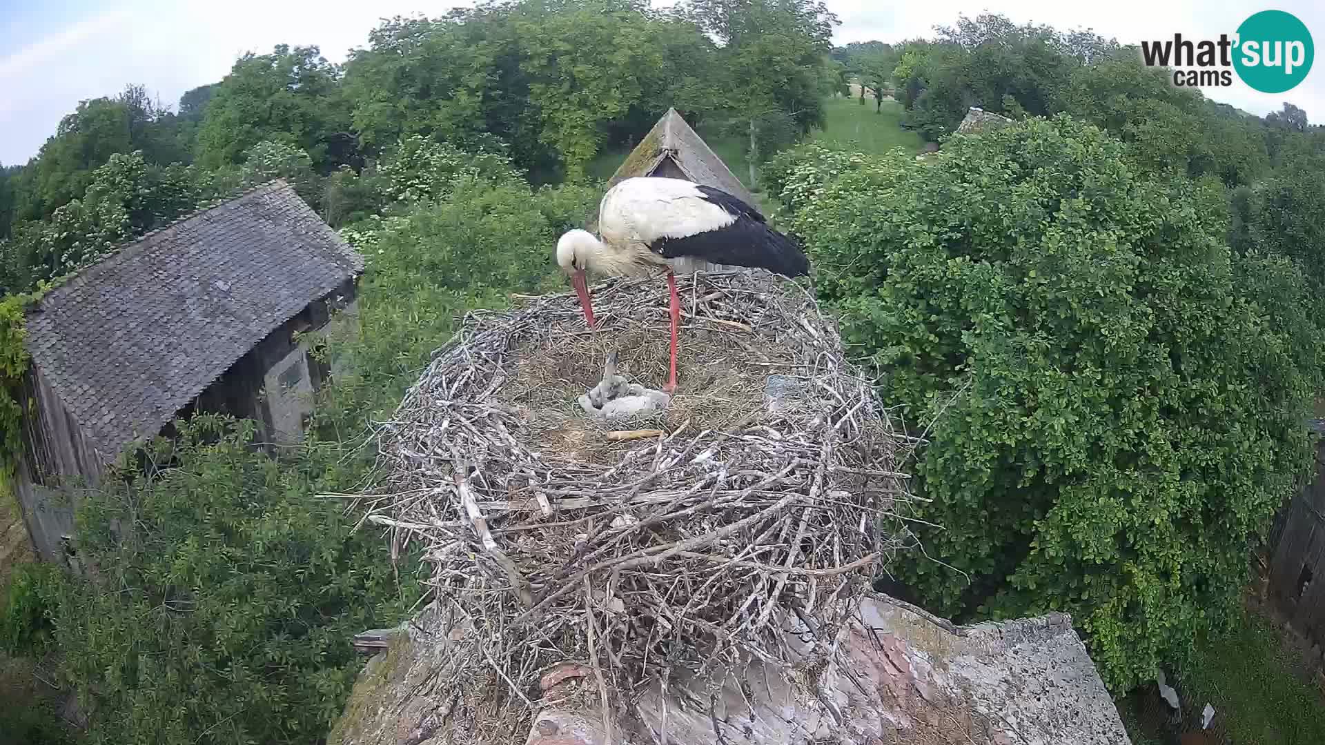 Live webcam European stork village – Lonjsko polje Nature Park
