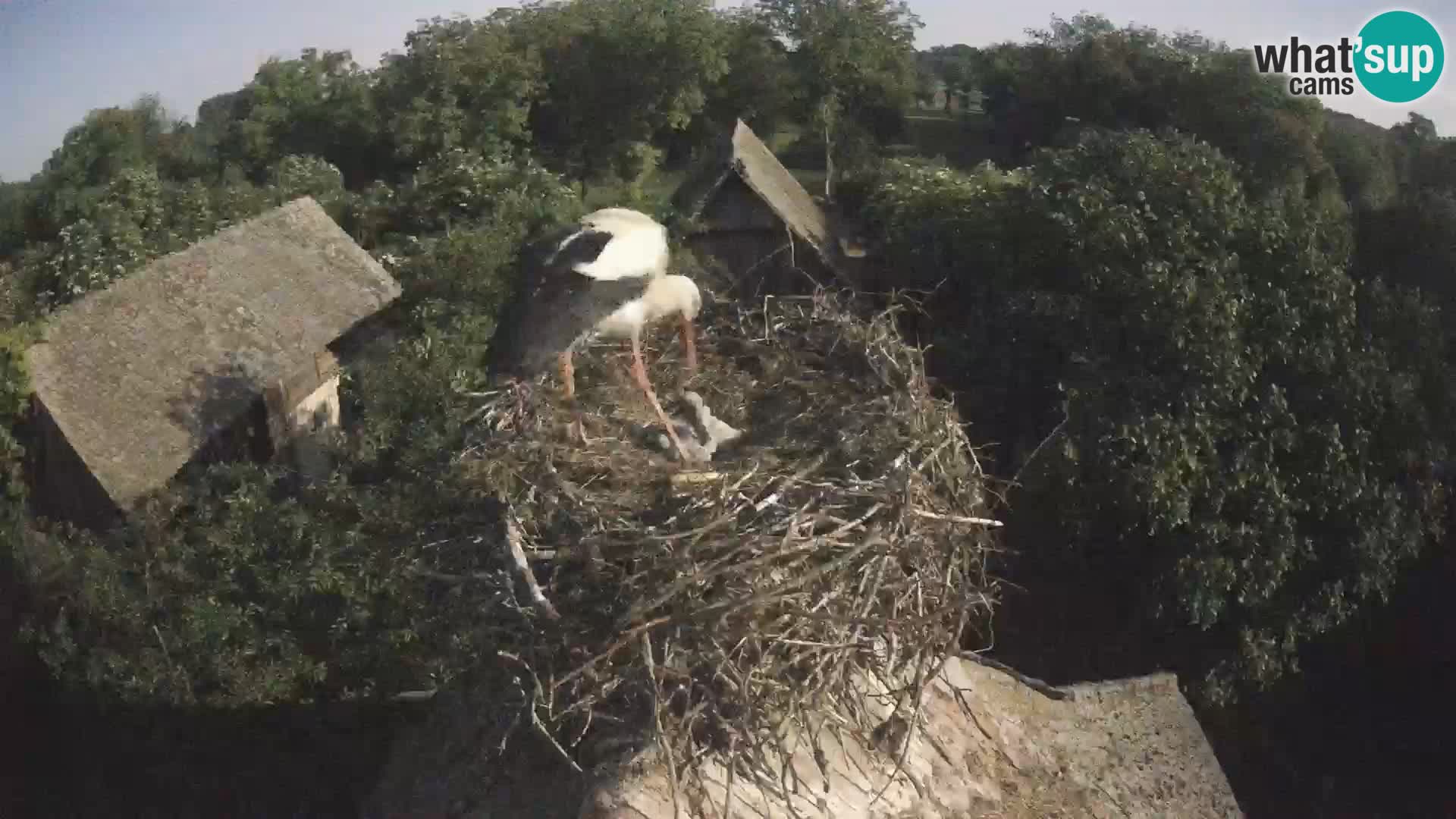 Villaggio delle cicogne europee webcam Parco naturale di Lonjsko polje