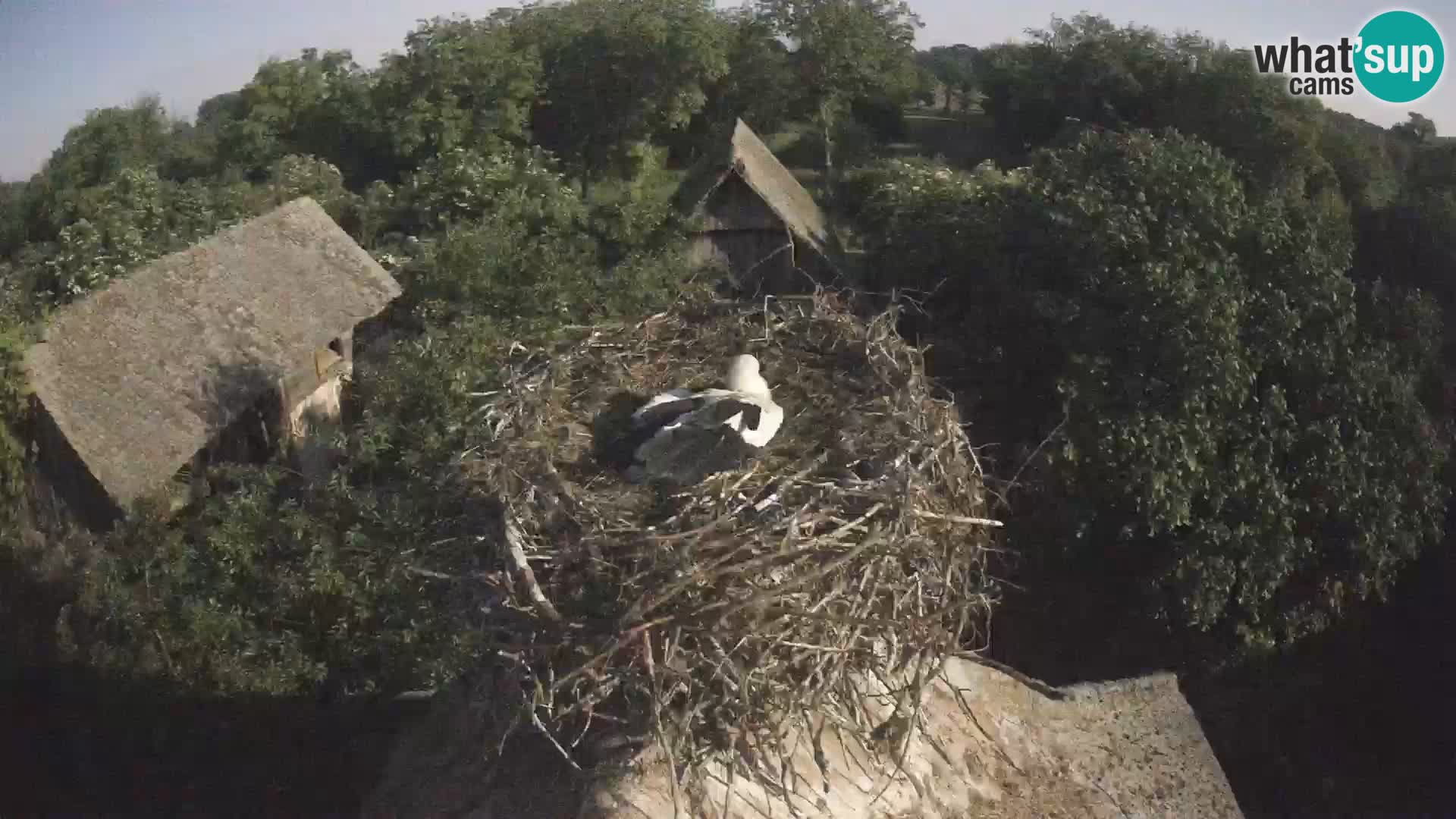 U živo Europsko selo roda – Park prirode Lonjsko polje