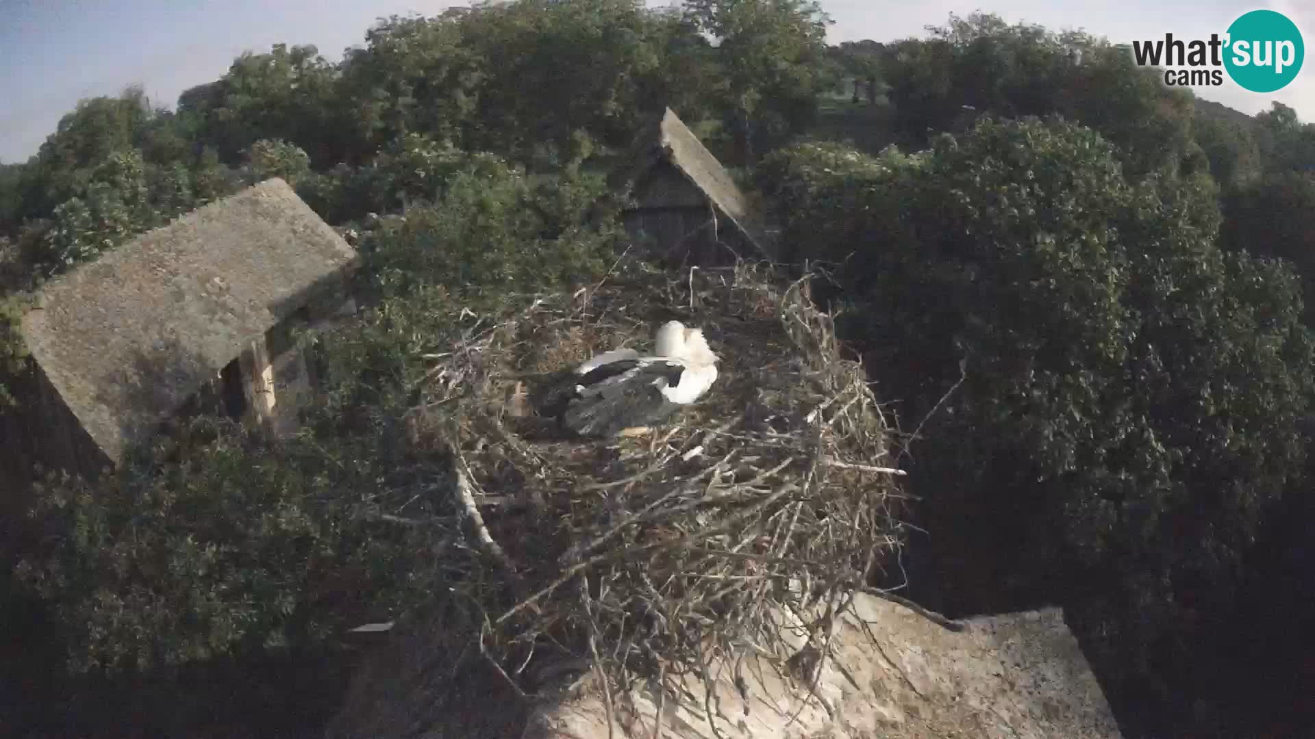Villaggio delle cicogne europee webcam Parco naturale di Lonjsko polje