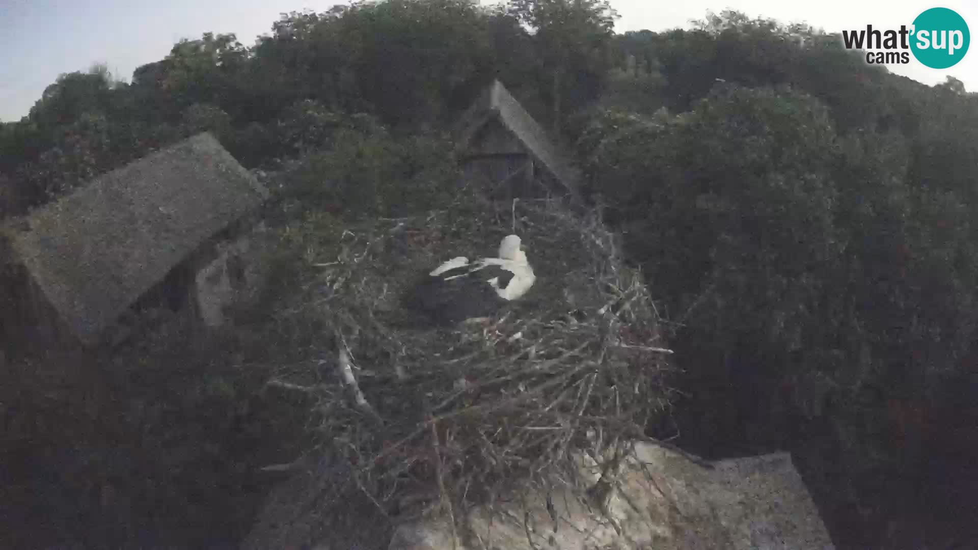Live webcam European stork village – Lonjsko polje Nature Park