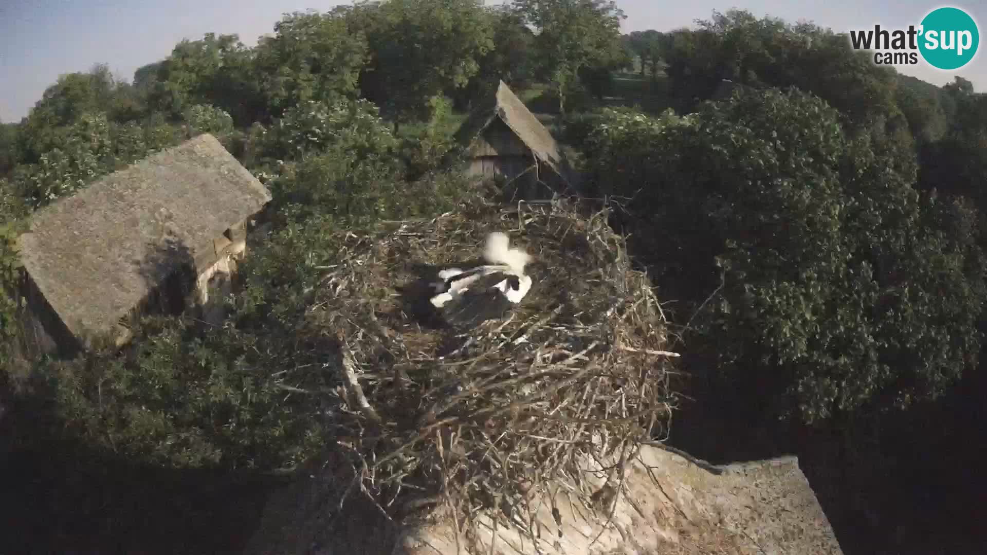 Villaggio delle cicogne europee webcam Parco naturale di Lonjsko polje
