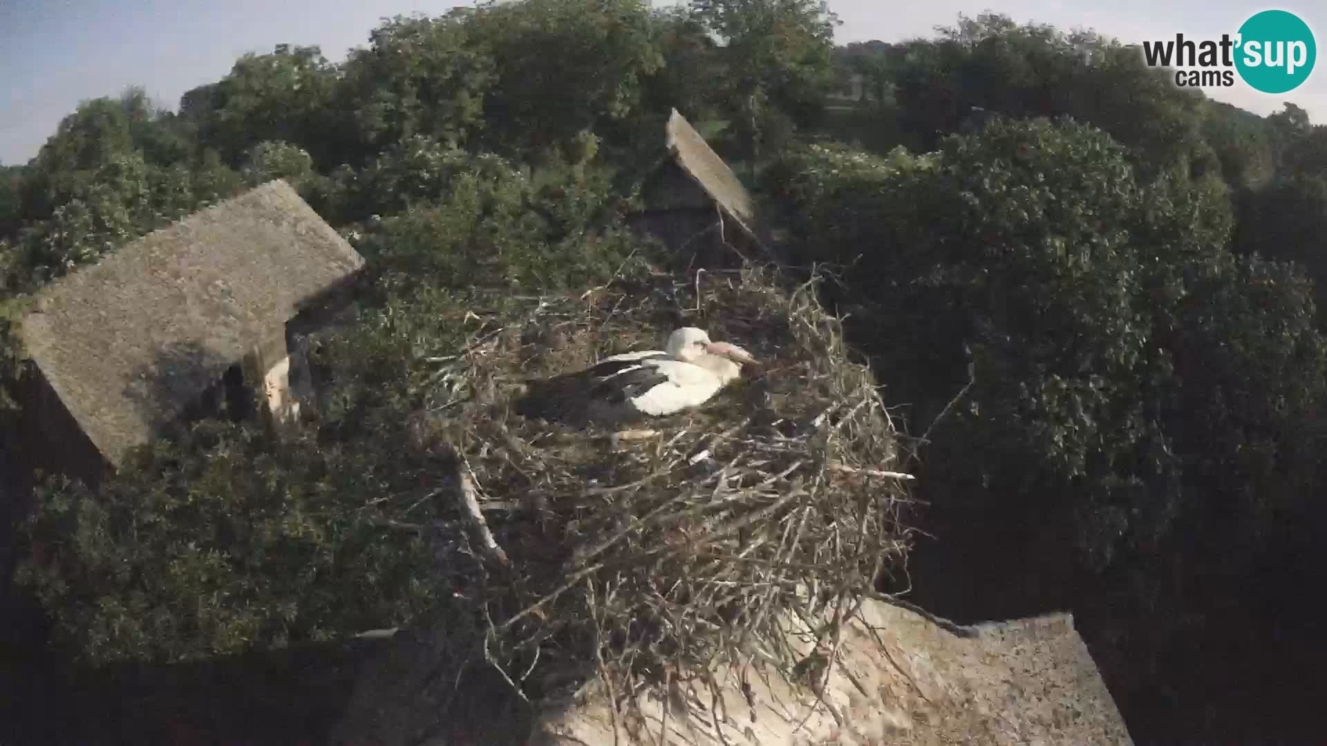 Live webcam European stork village – Lonjsko polje Nature Park