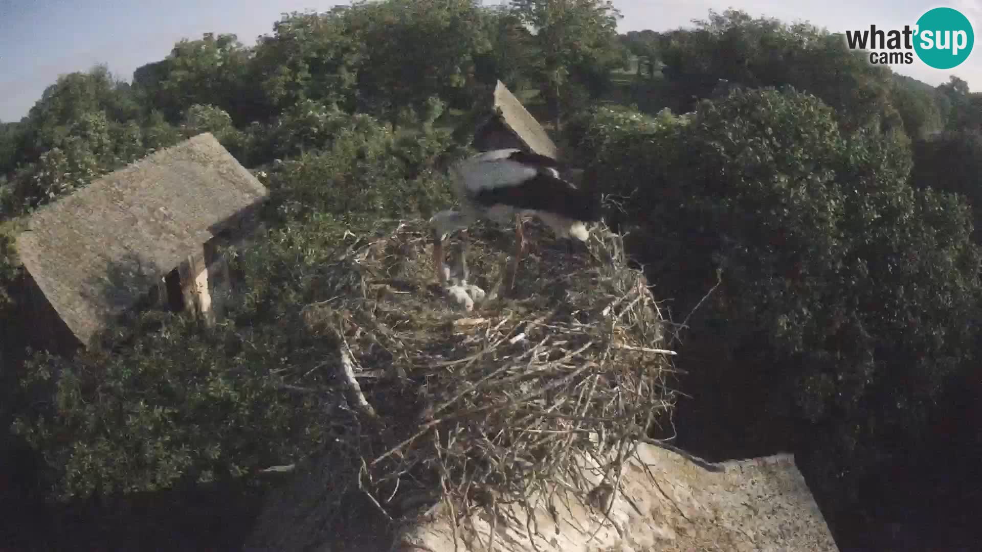 Village européen de cigognes webcam Parc naturel de Lonjsko polje