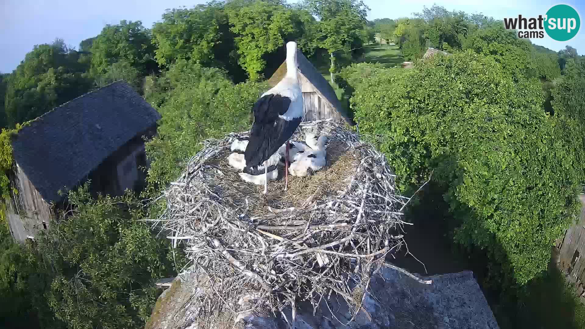 Webcam Europäisches Storchendorf – Naturpark Lonjsko polje