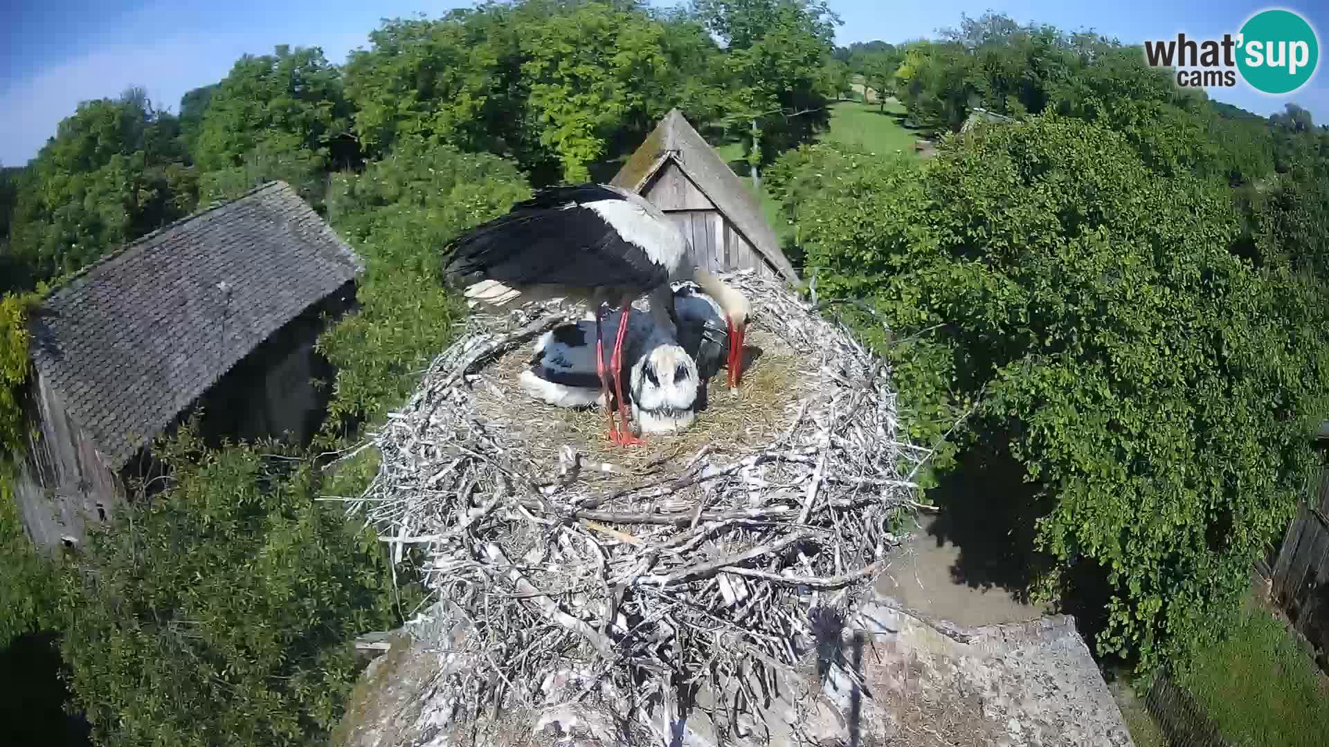 Webcam Europäisches Storchendorf – Naturpark Lonjsko polje