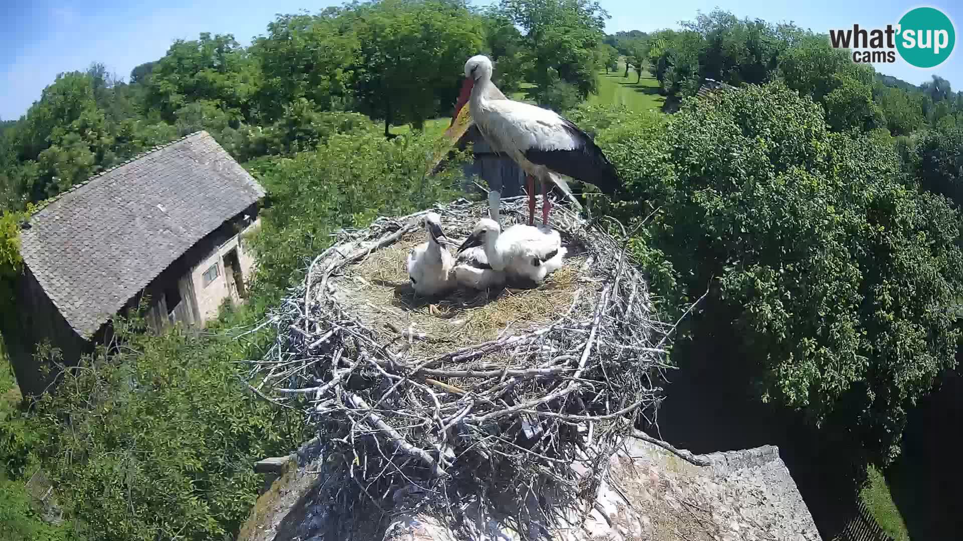 Webcam Europäisches Storchendorf – Naturpark Lonjsko polje
