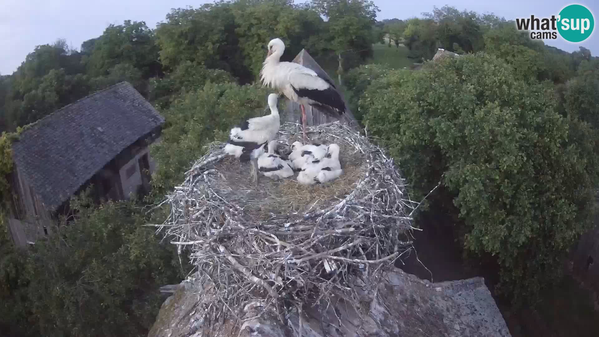 Live webcam European stork village – Lonjsko polje Nature Park