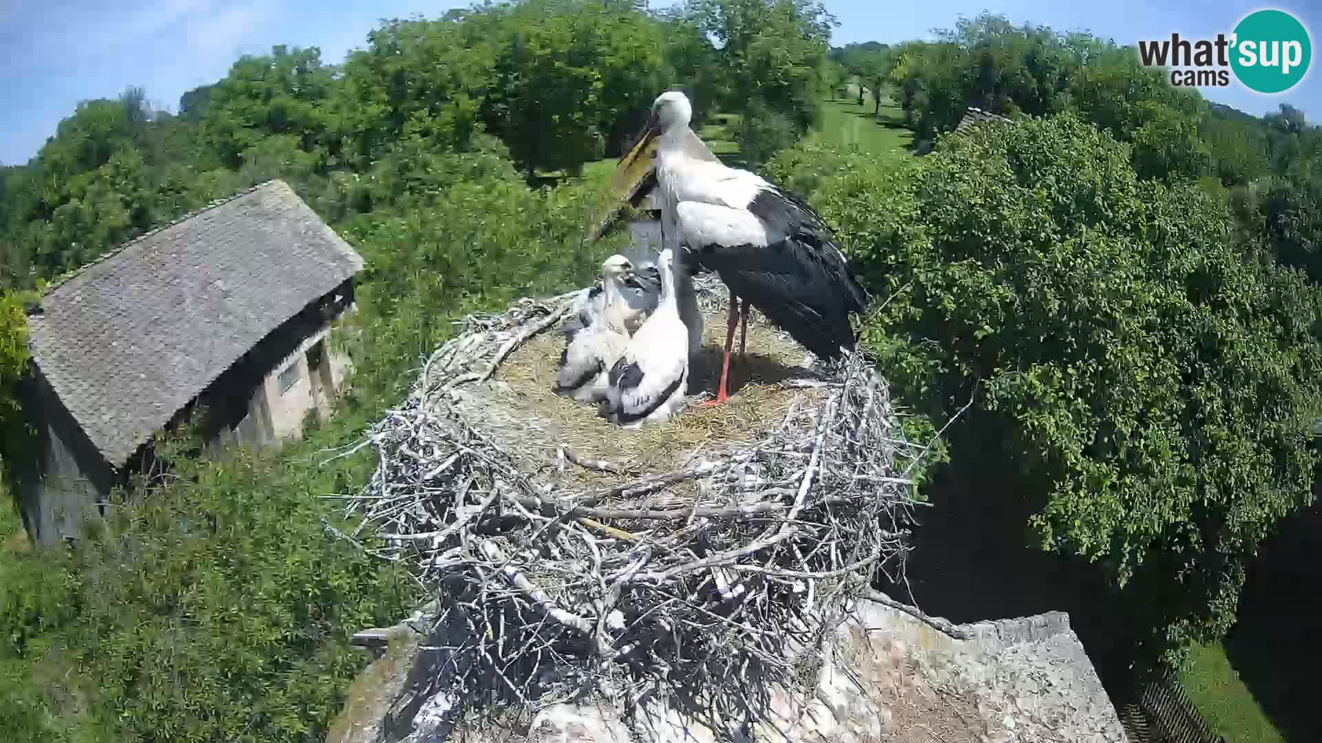 Village européen de cigognes webcam Parc naturel de Lonjsko polje