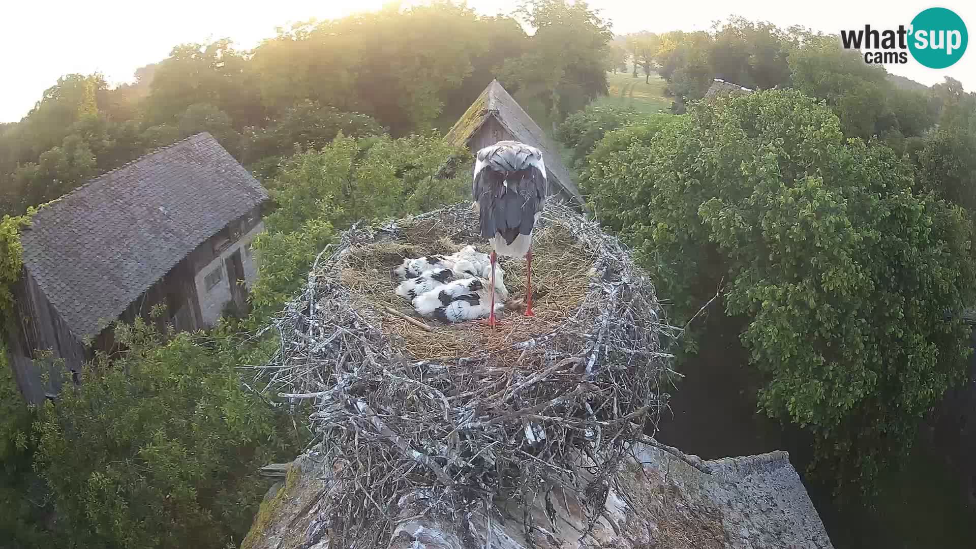 Live webcam European stork village – Lonjsko polje Nature Park