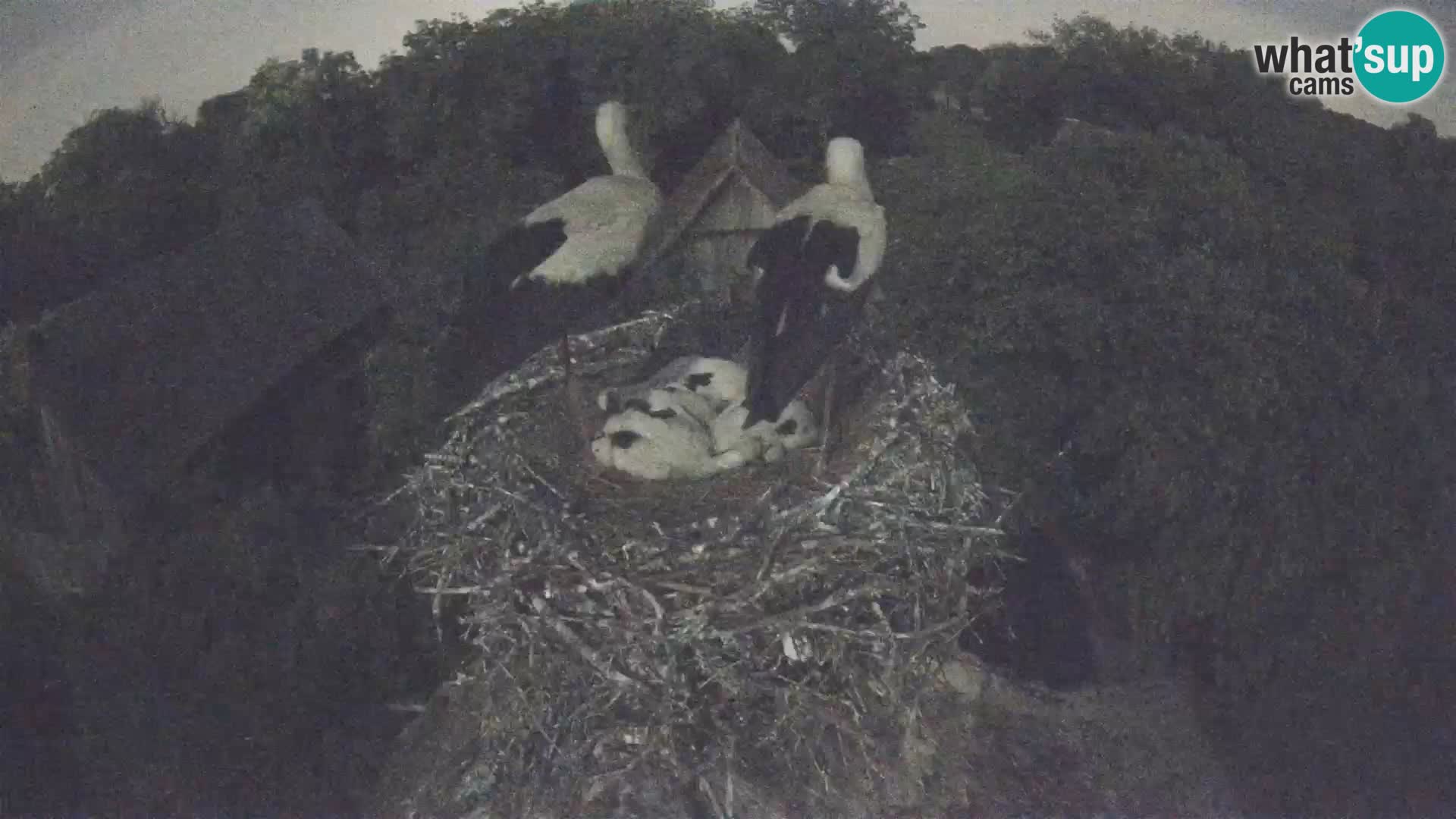 Village européen de cigognes webcam Parc naturel de Lonjsko polje
