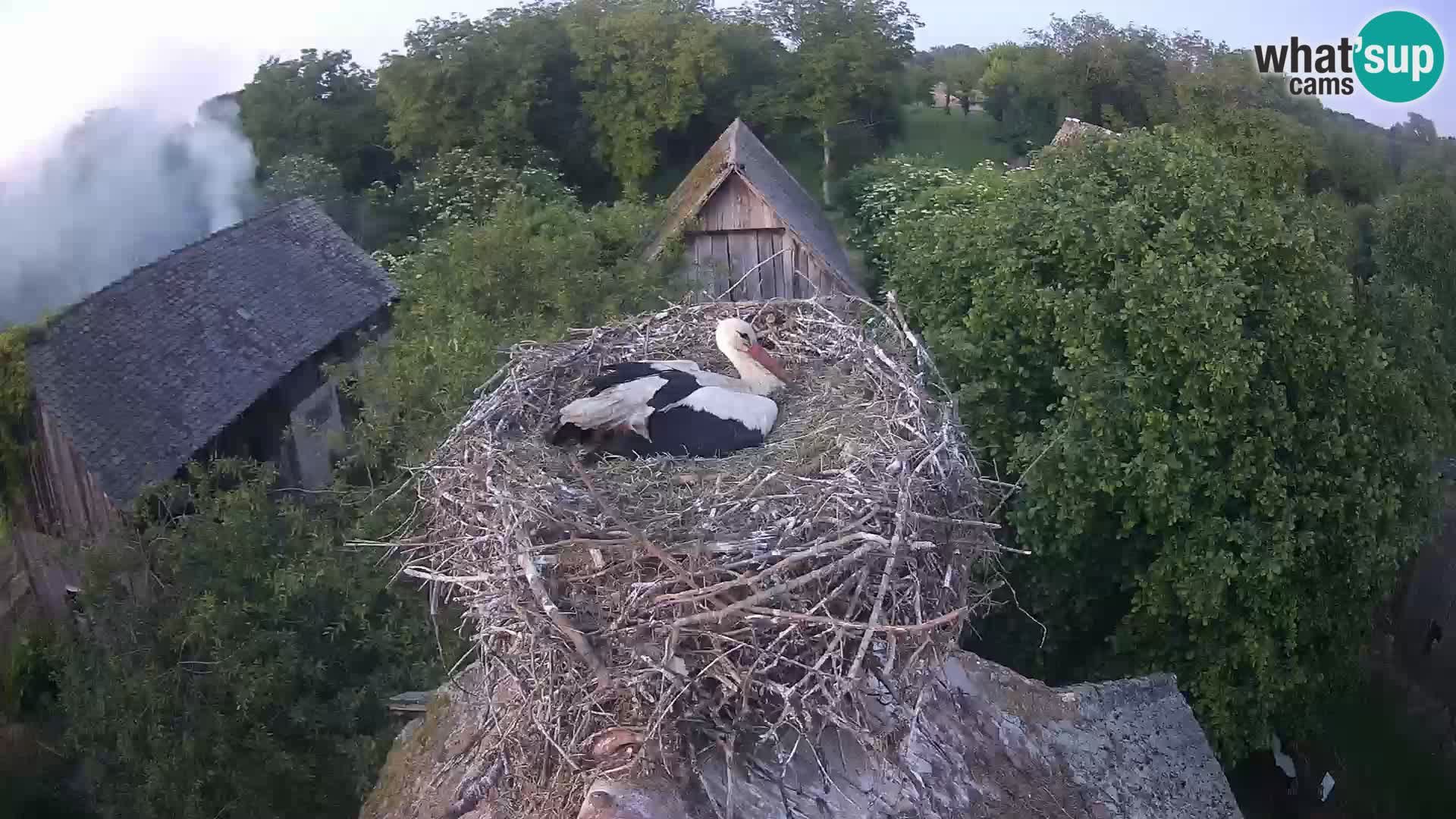 Webcam Europäisches Storchendorf – Naturpark Lonjsko polje