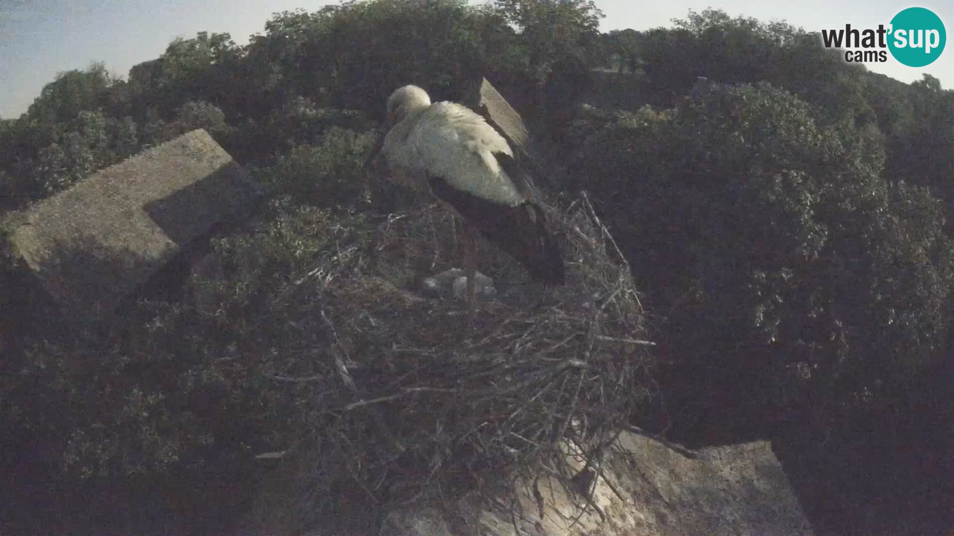 Evropska vas štorklje – Krajinski park Lonjsko polje spletna kamera