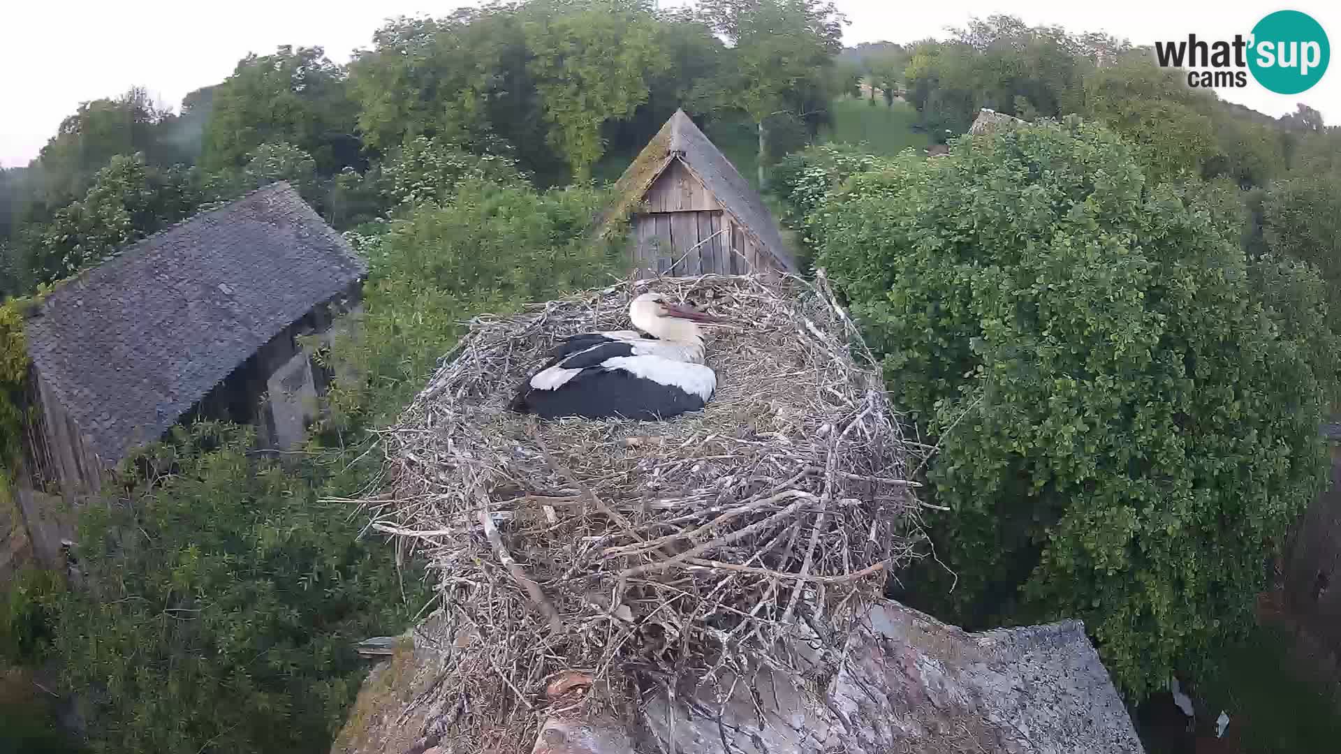 Webcam Europäisches Storchendorf – Naturpark Lonjsko polje