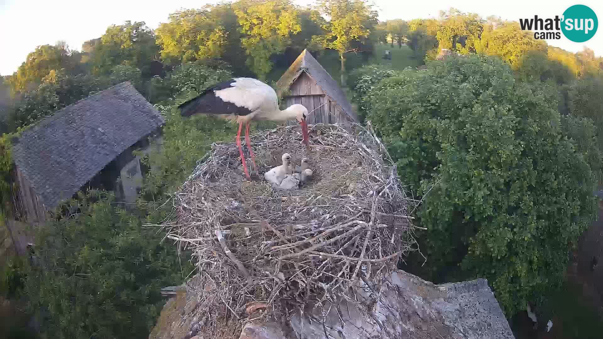 Webcam Europäisches Storchendorf – Naturpark Lonjsko polje