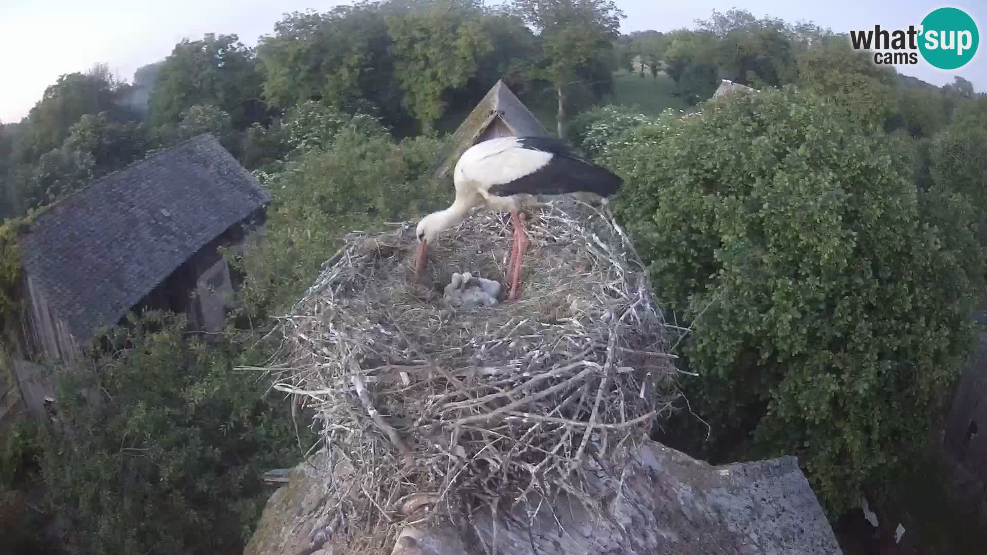 Villaggio delle cicogne europee webcam Parco naturale di Lonjsko polje