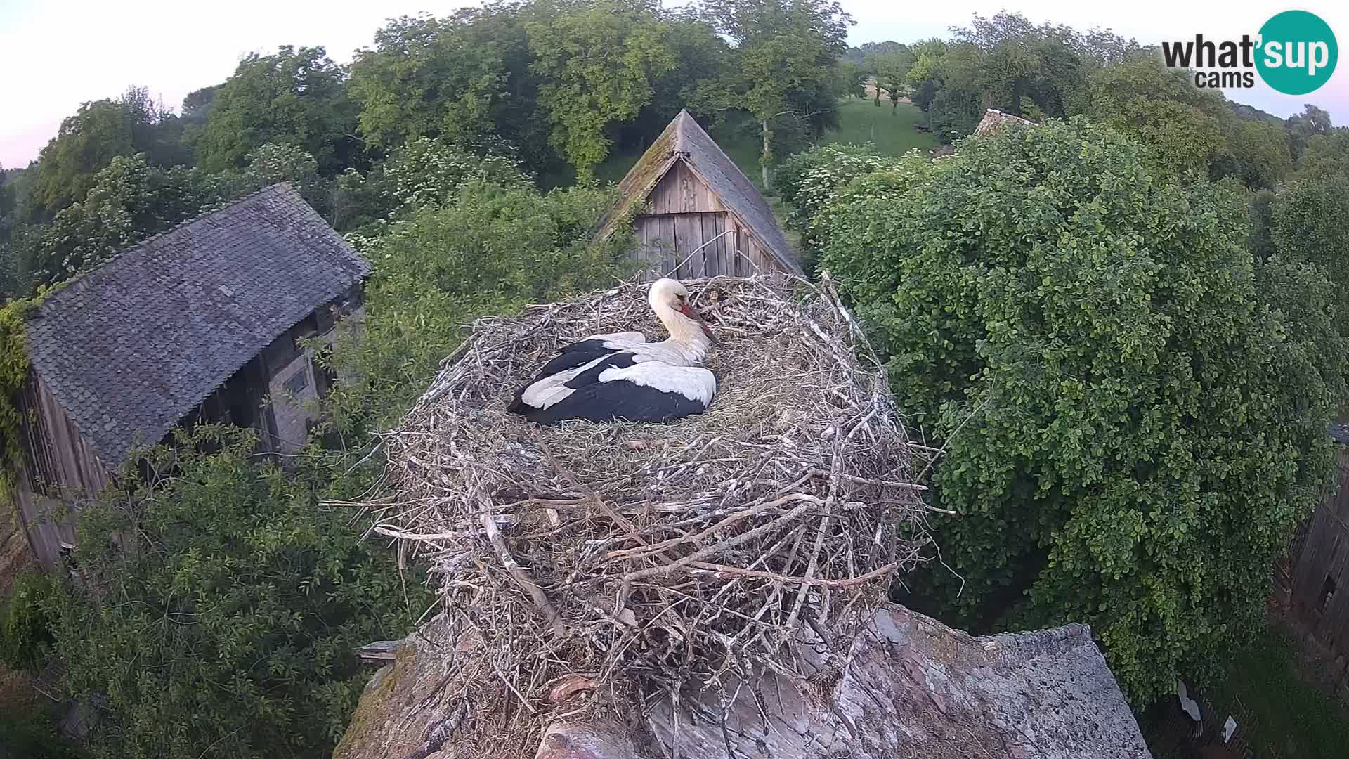 Webcam Europäisches Storchendorf – Naturpark Lonjsko polje