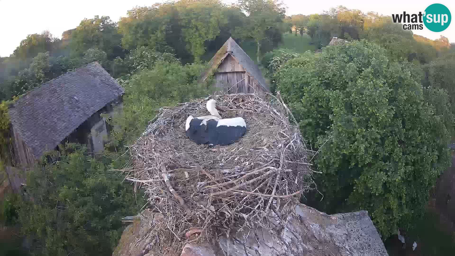 Villaggio delle cicogne europee webcam Parco naturale di Lonjsko polje