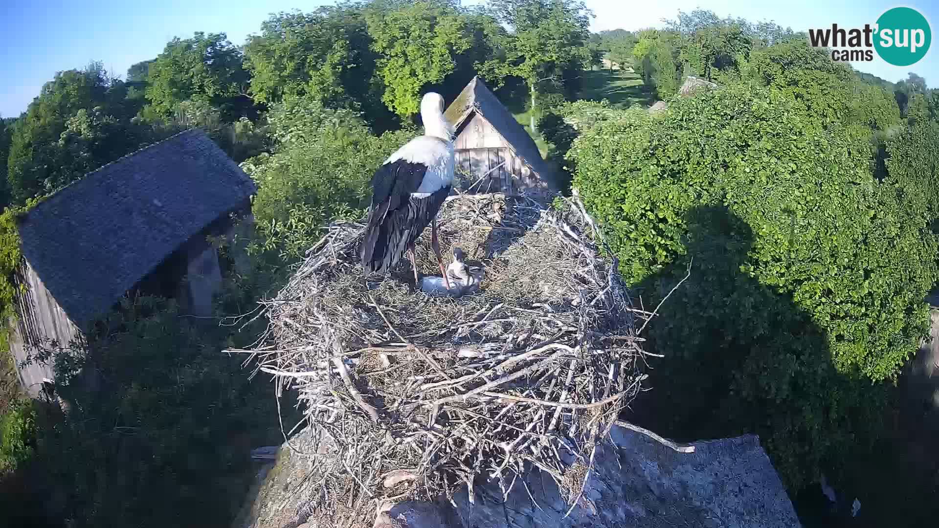Pueblo europeo de cigüeñas camera en vivo Parque Natural Lonjsko polje