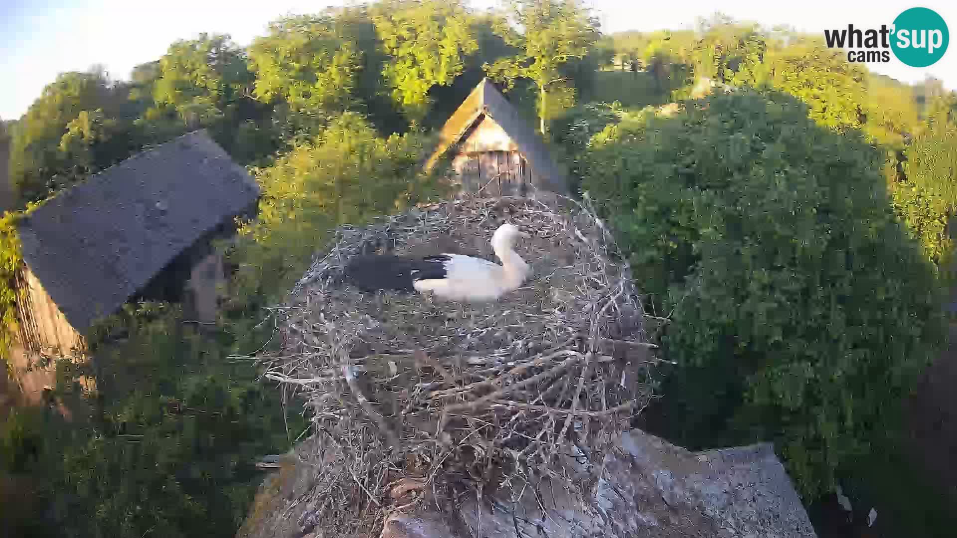 Pueblo europeo de cigüeñas camera en vivo Parque Natural Lonjsko polje