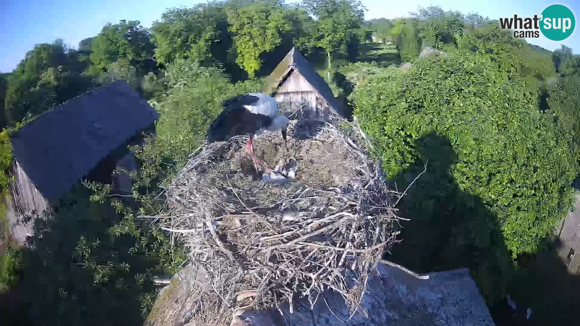 Live webcam European stork village – Lonjsko polje Nature Park