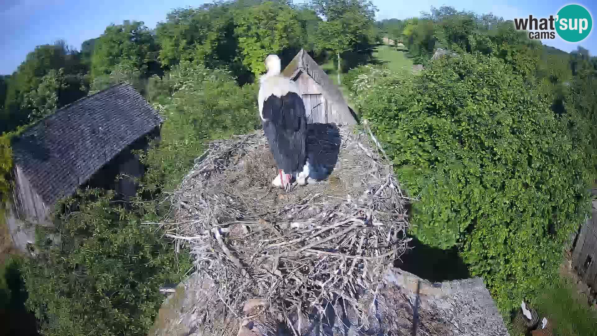 Pueblo europeo de cigüeñas camera en vivo Parque Natural Lonjsko polje
