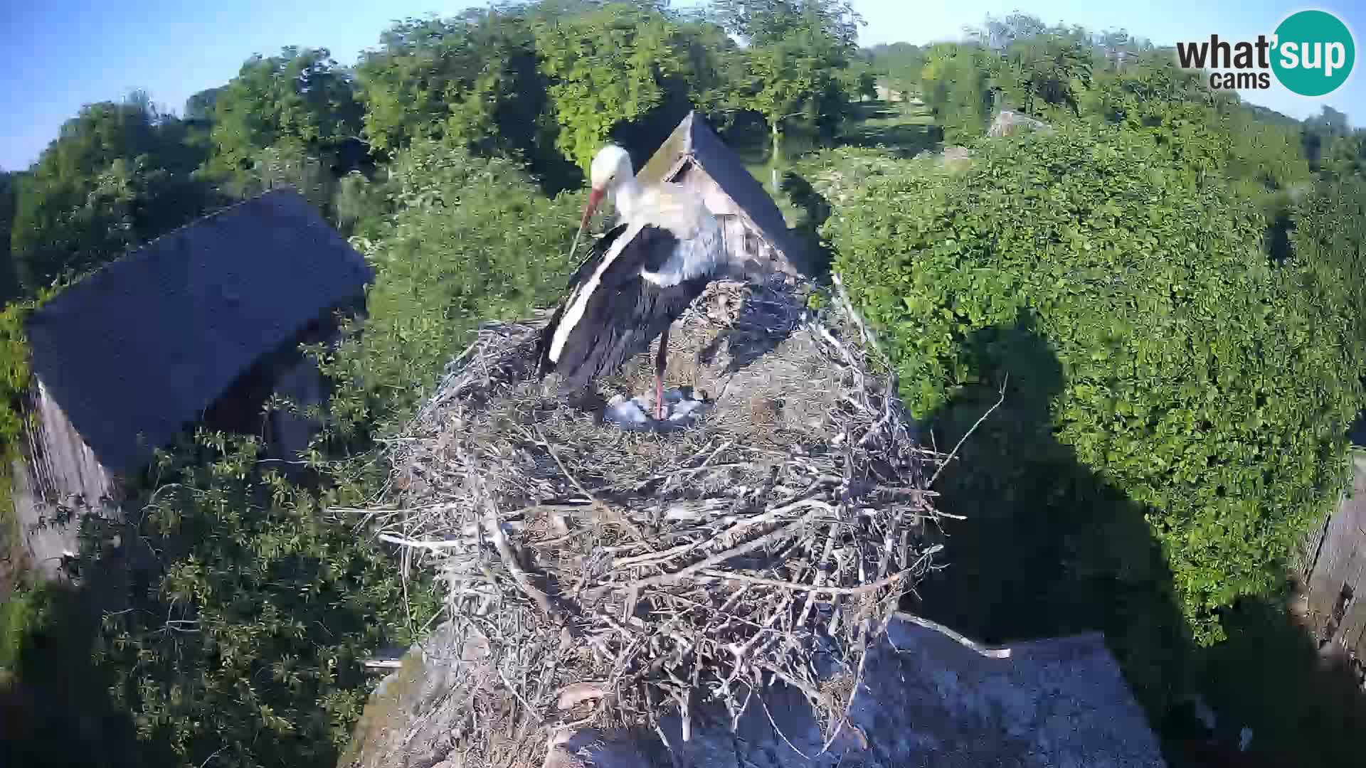 Village européen de cigognes webcam Parc naturel de Lonjsko polje