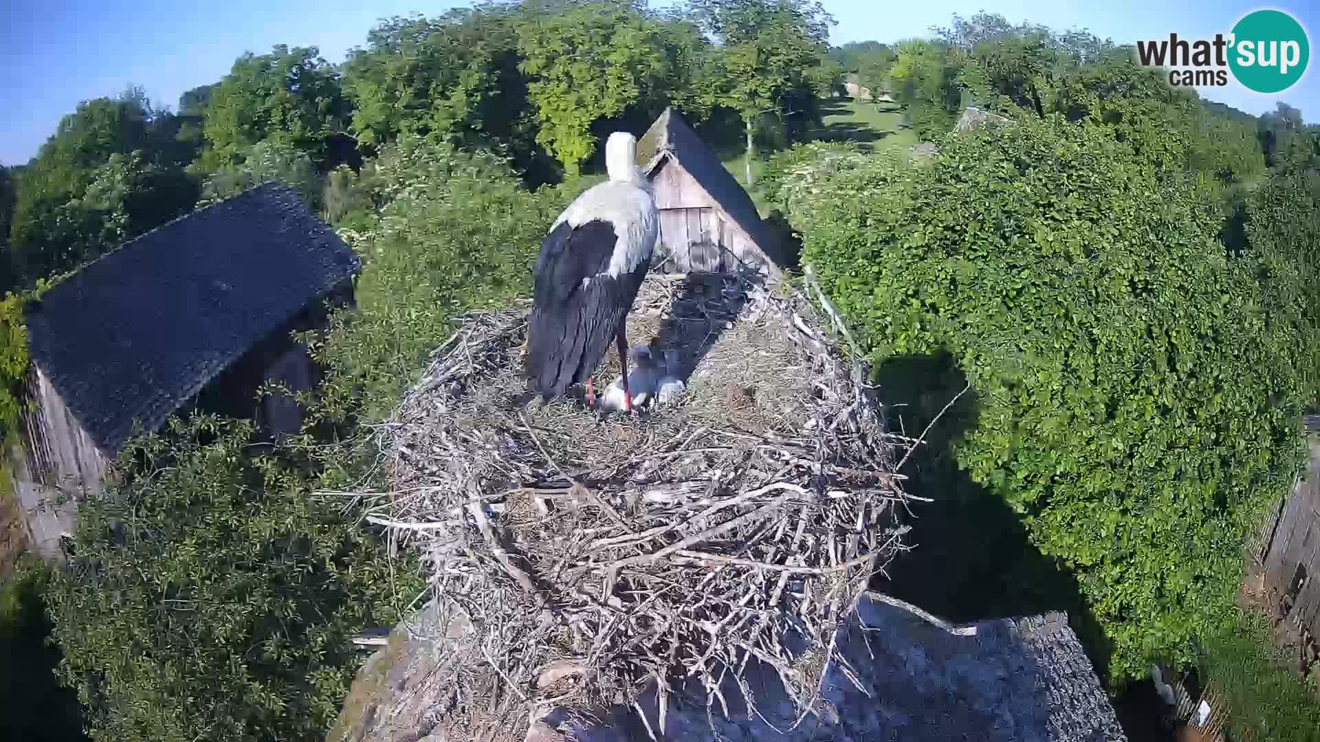 Live webcam European stork village – Lonjsko polje Nature Park