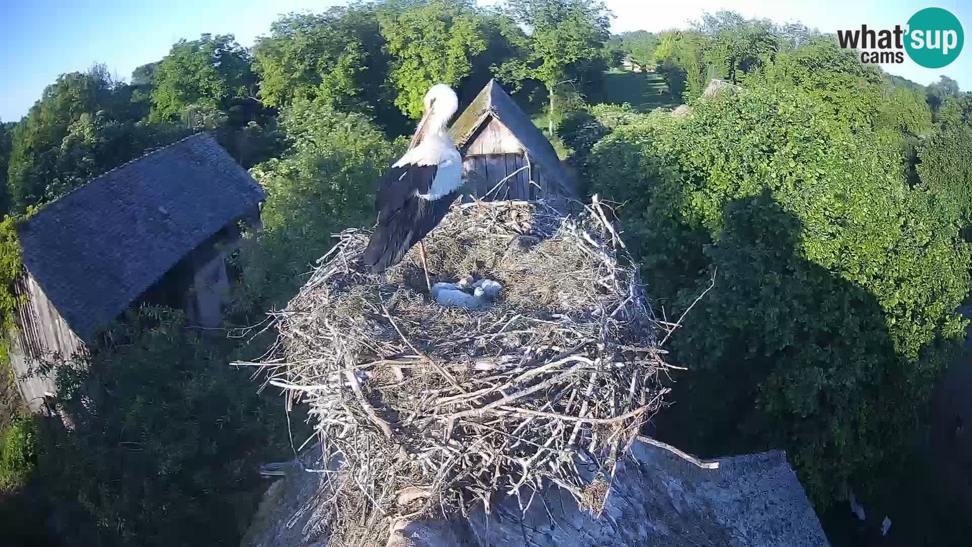 Pueblo europeo de cigüeñas camera en vivo Parque Natural Lonjsko polje