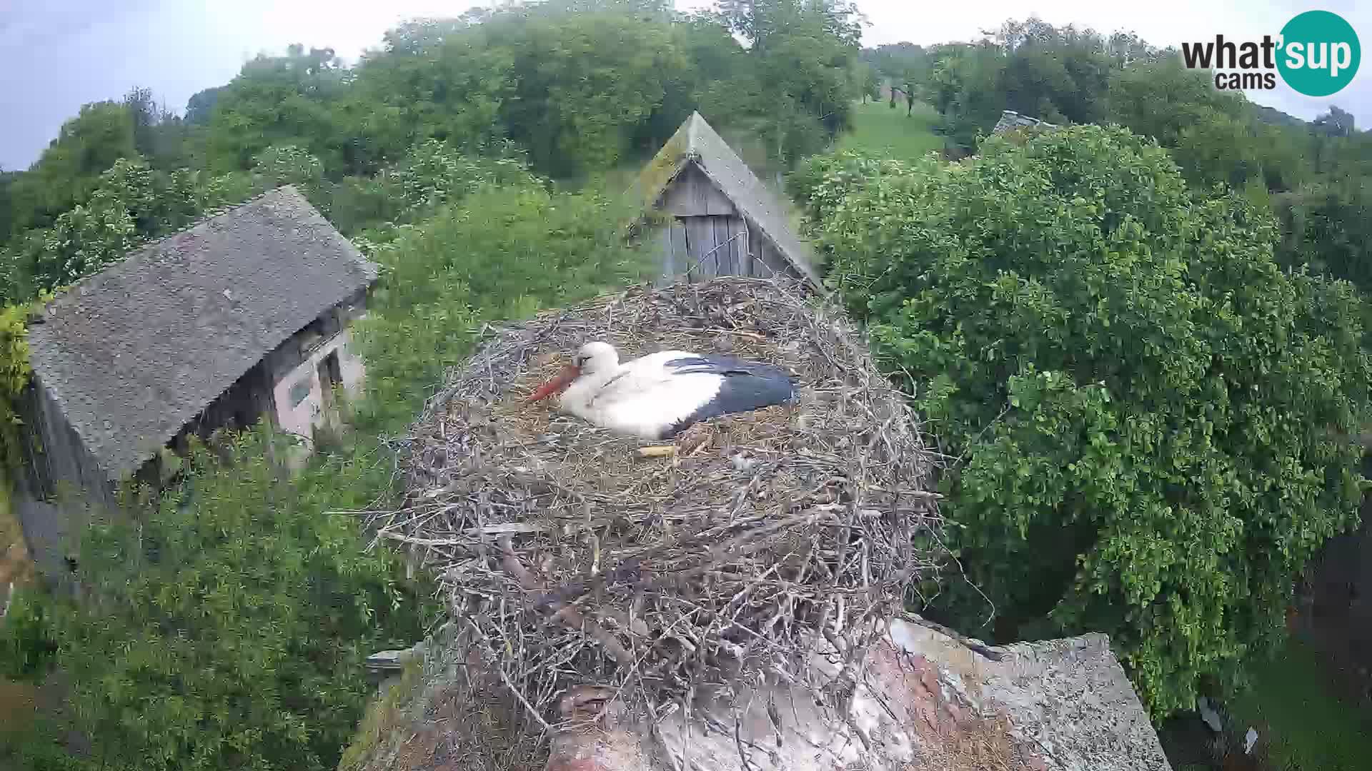 Pueblo europeo de cigüeñas camera en vivo Parque Natural Lonjsko polje