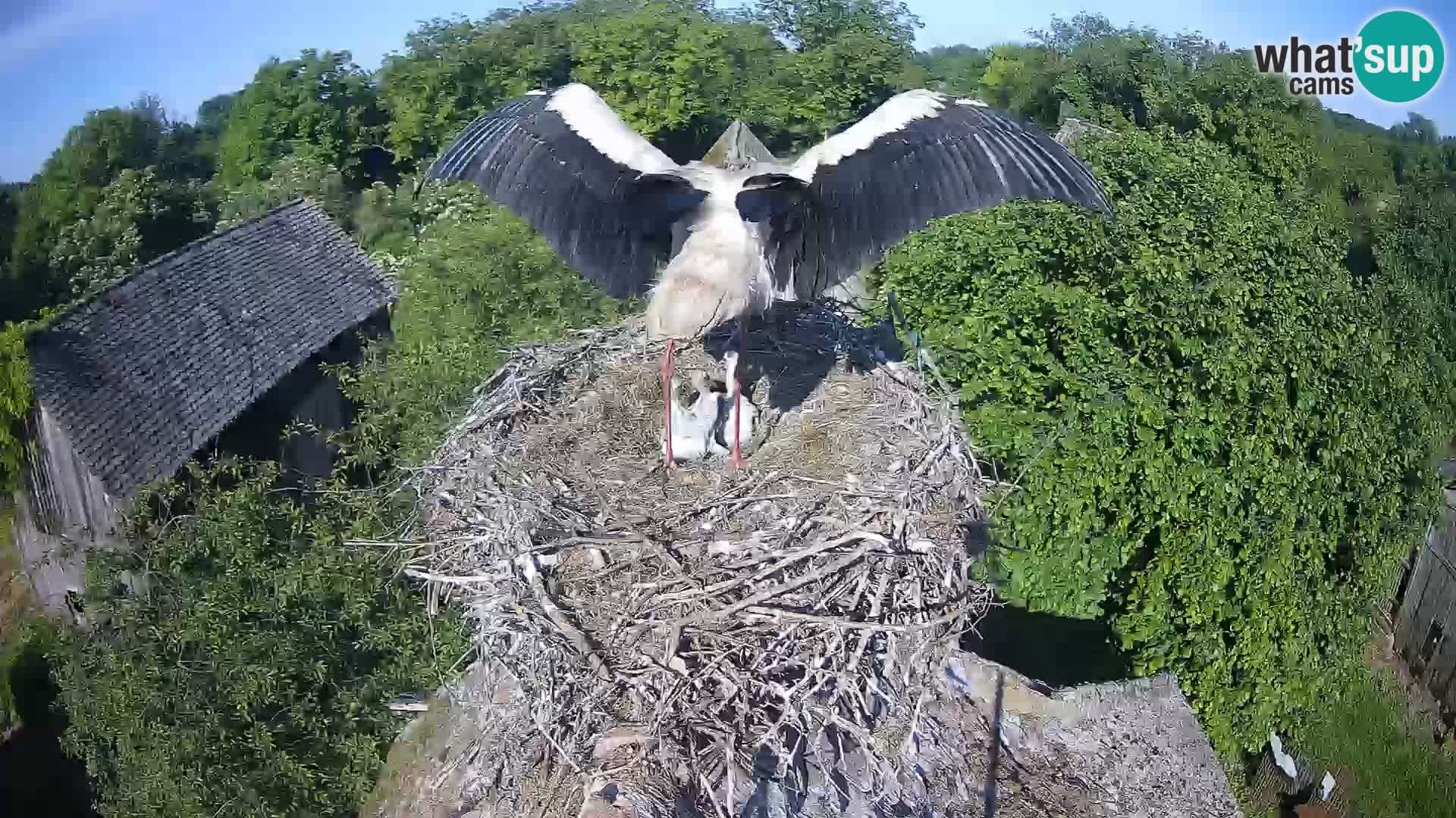 Live webcam European stork village – Lonjsko polje Nature Park